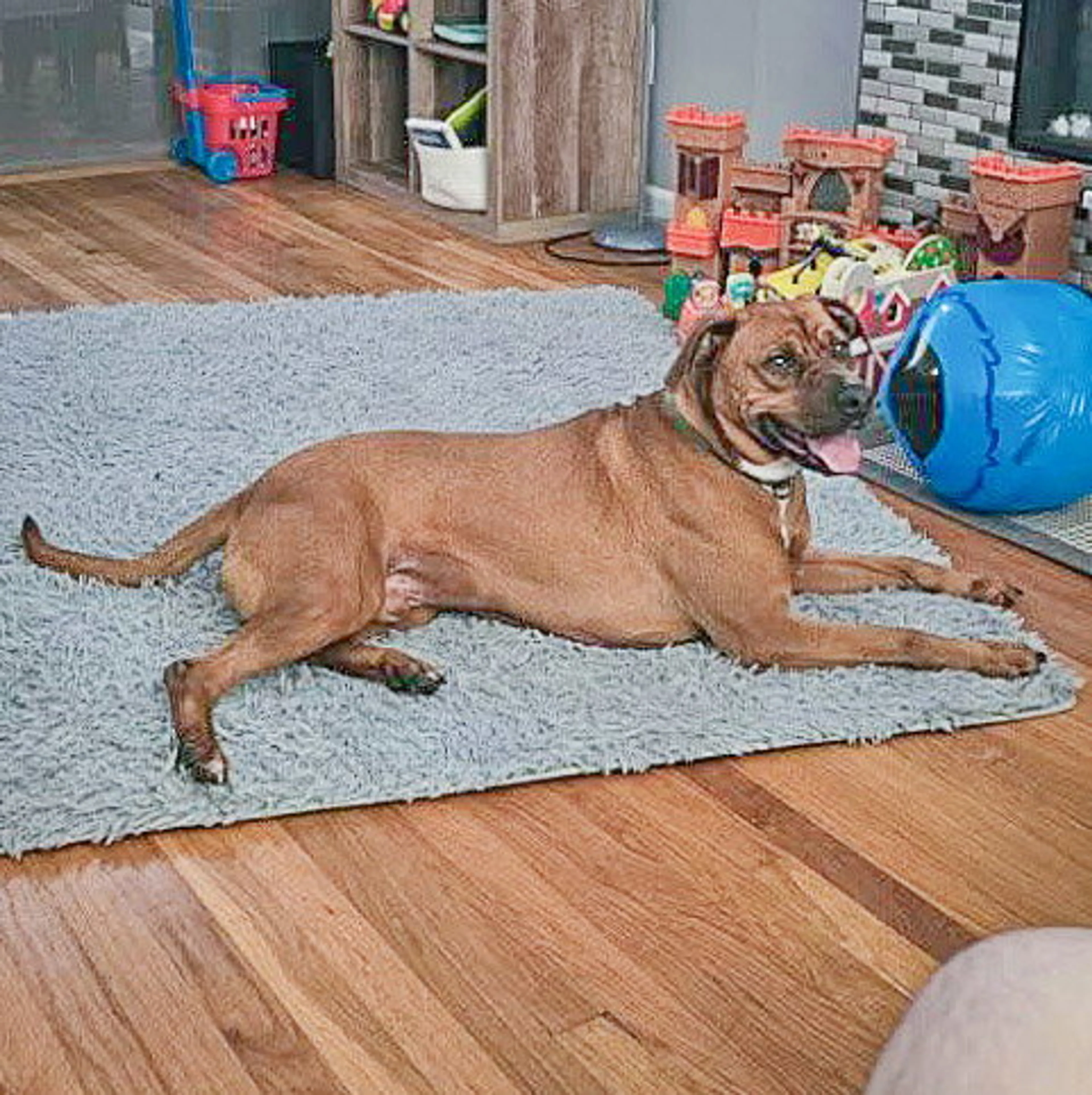 Found pet-6