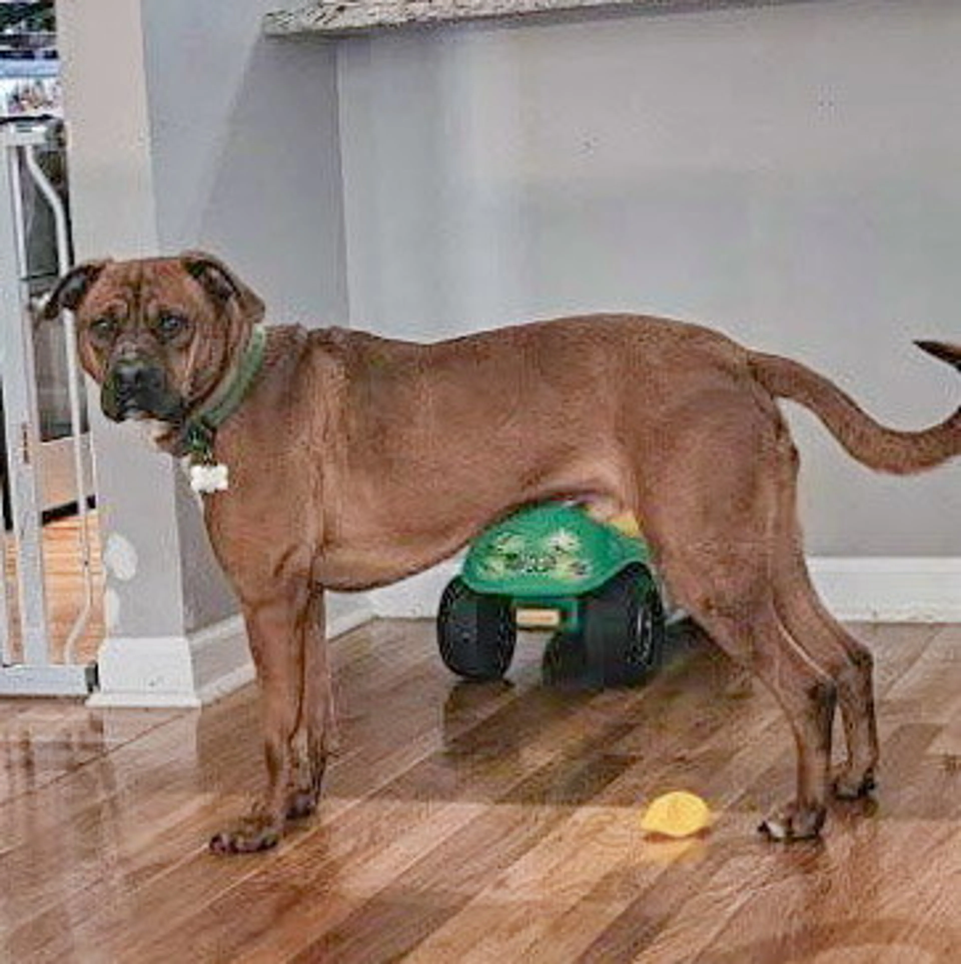 Found pet-7