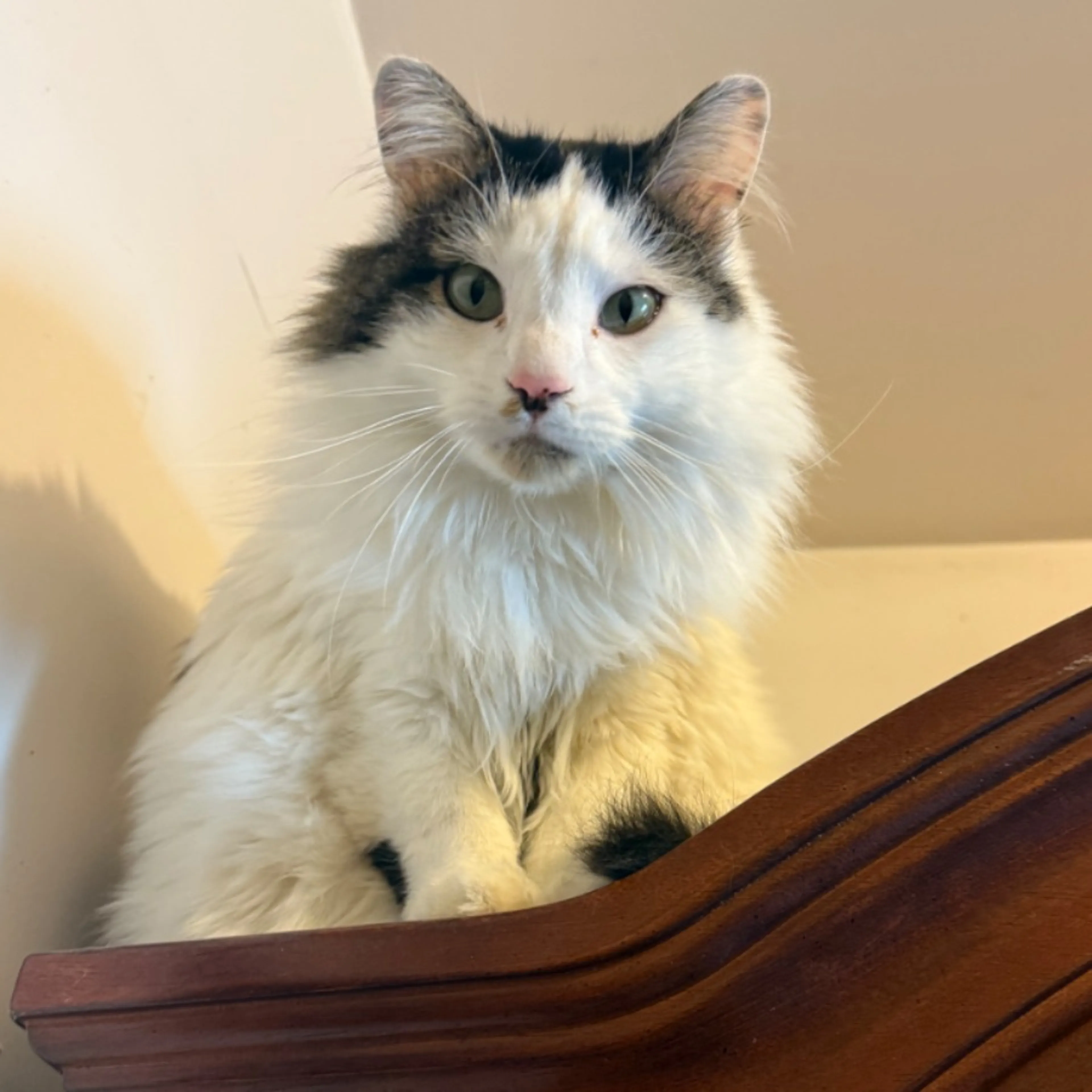 Lost pet-0
