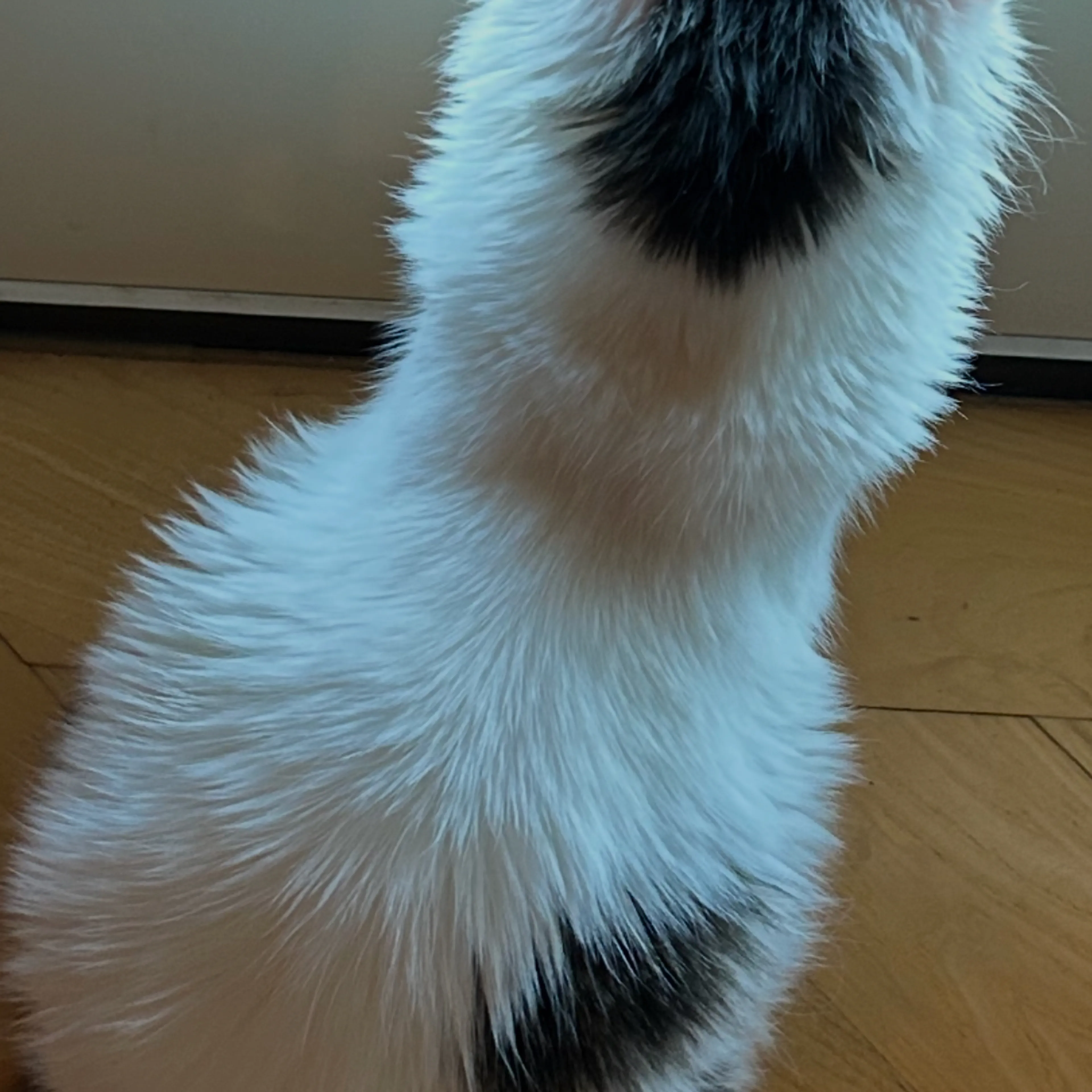 Lost pet-1