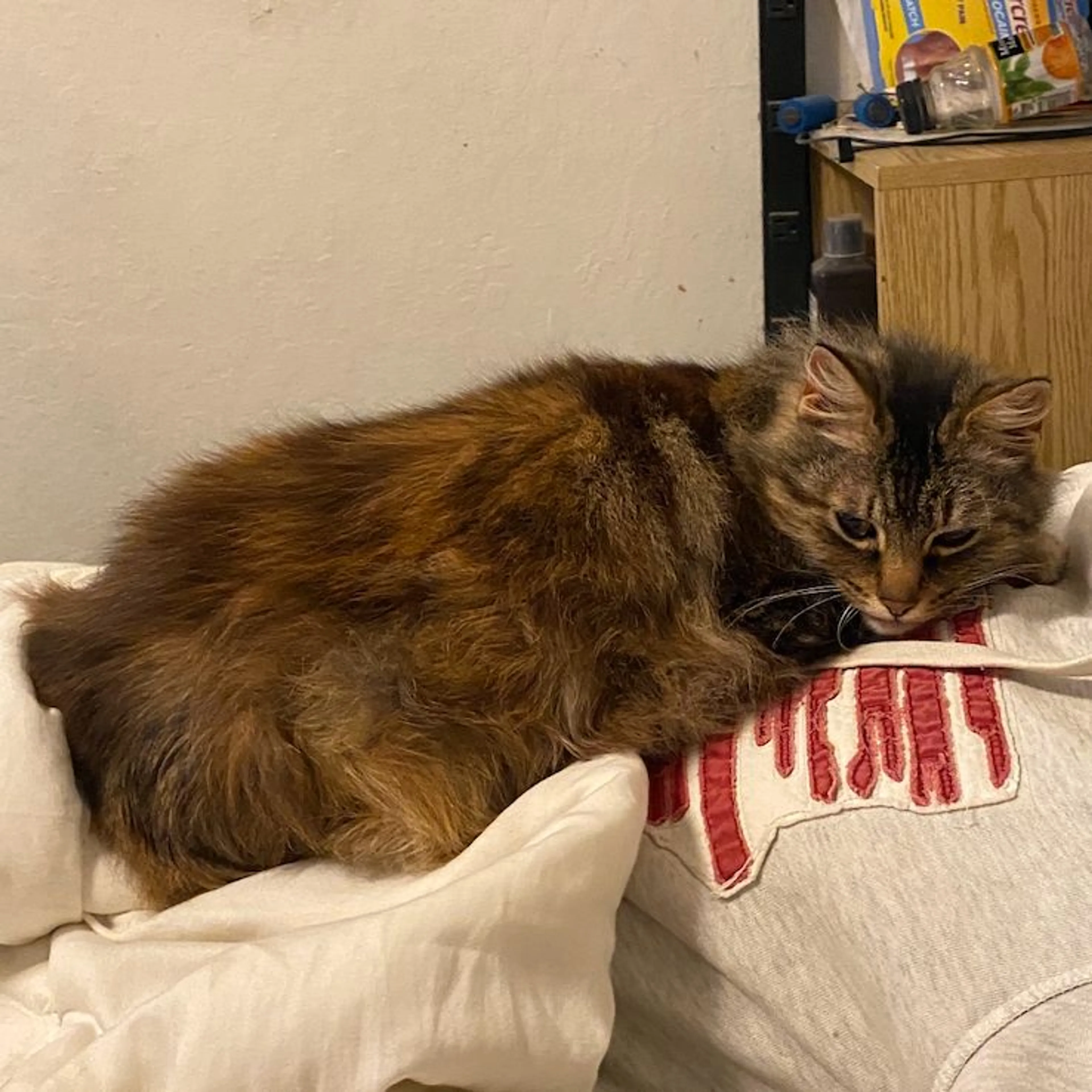 Lost pet-0
