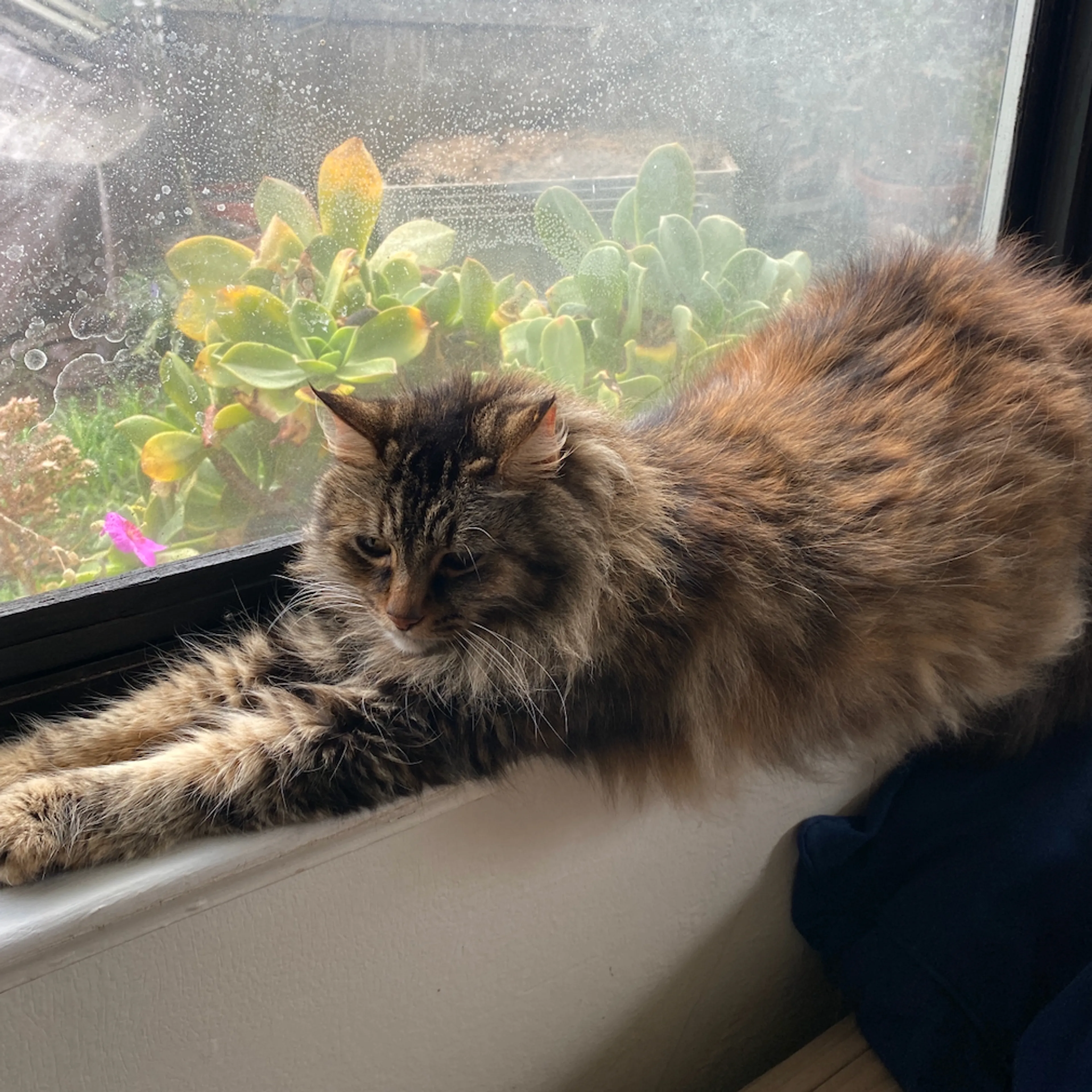 Lost pet-1
