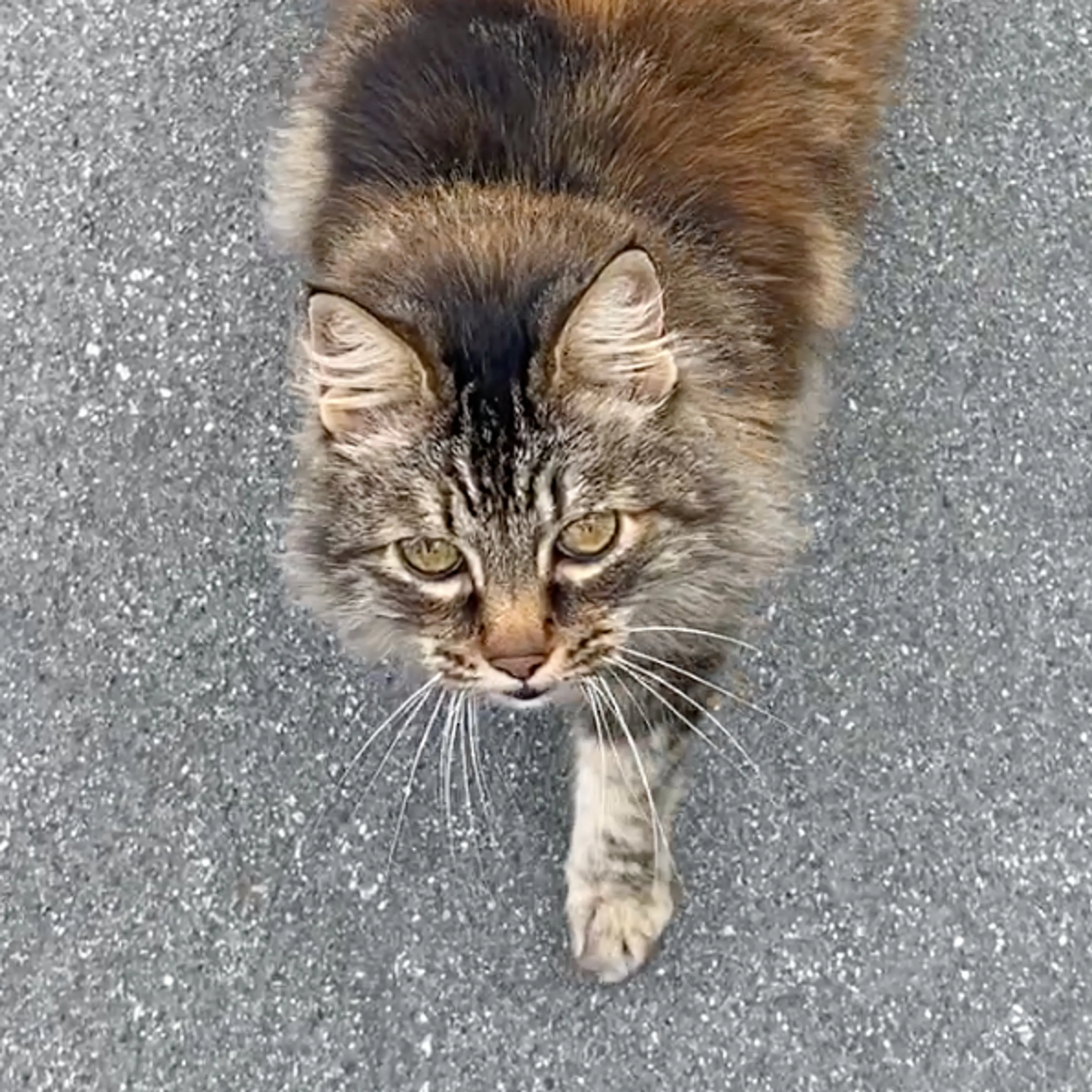 Lost pet-2