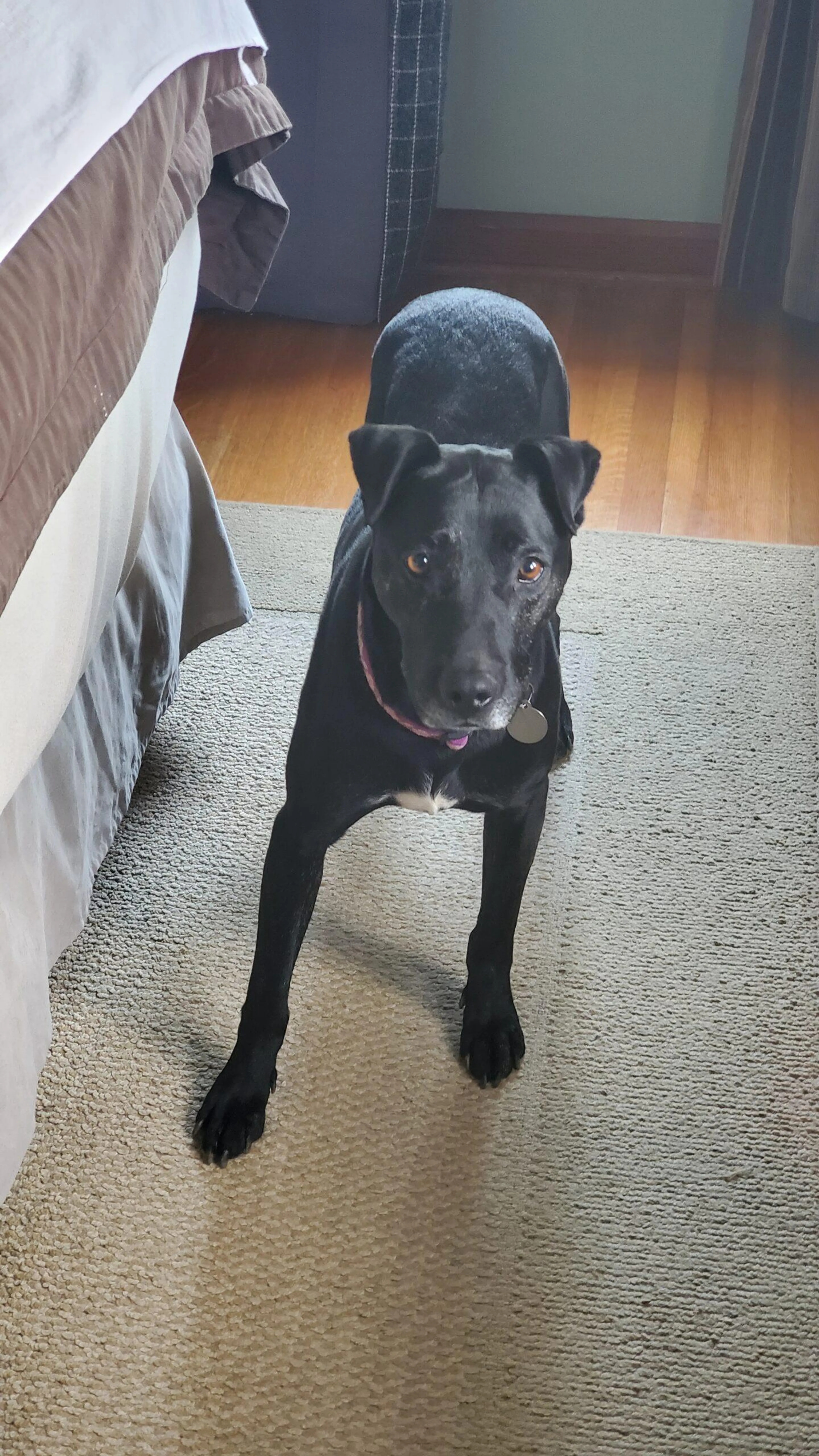 Found pet-1