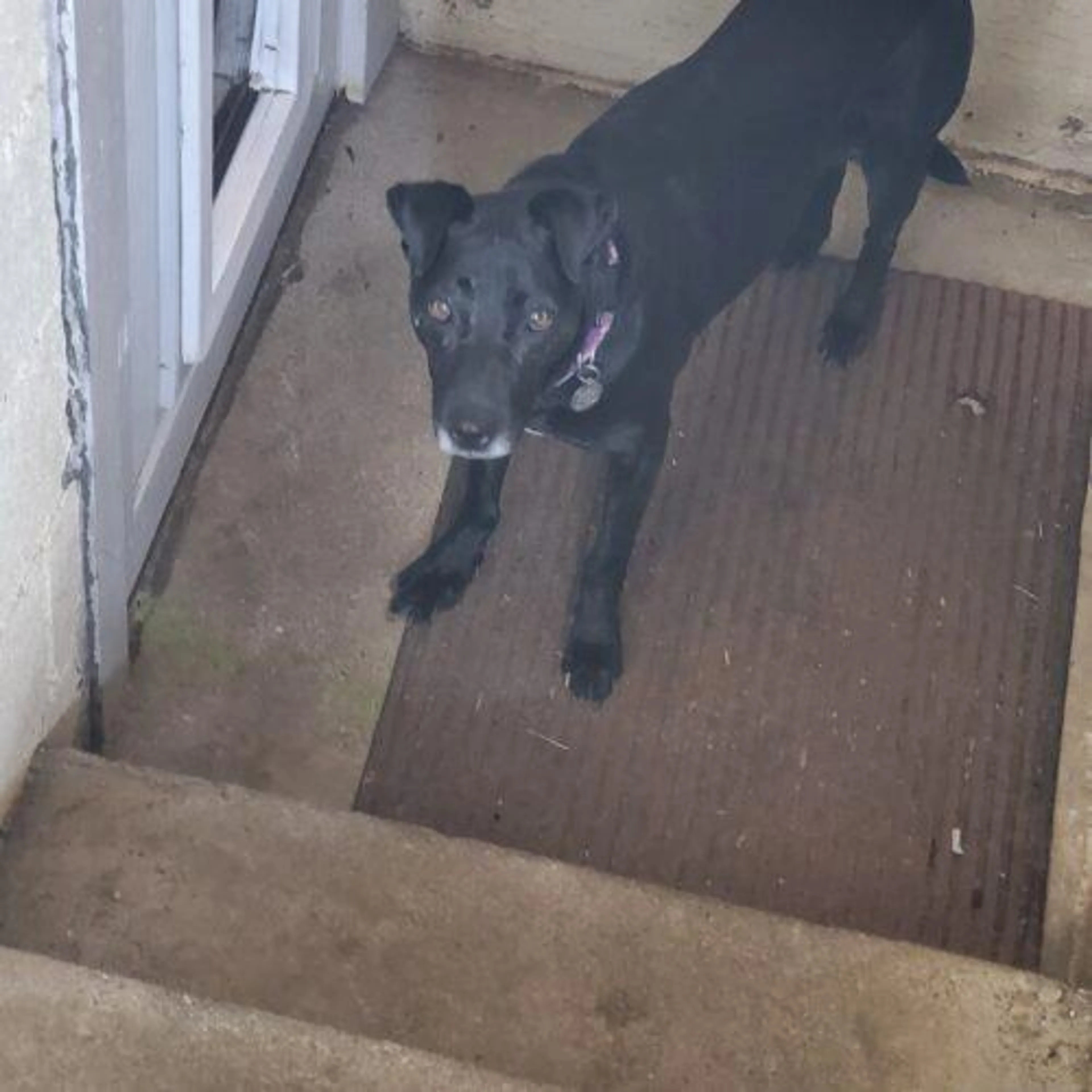 Found pet-2