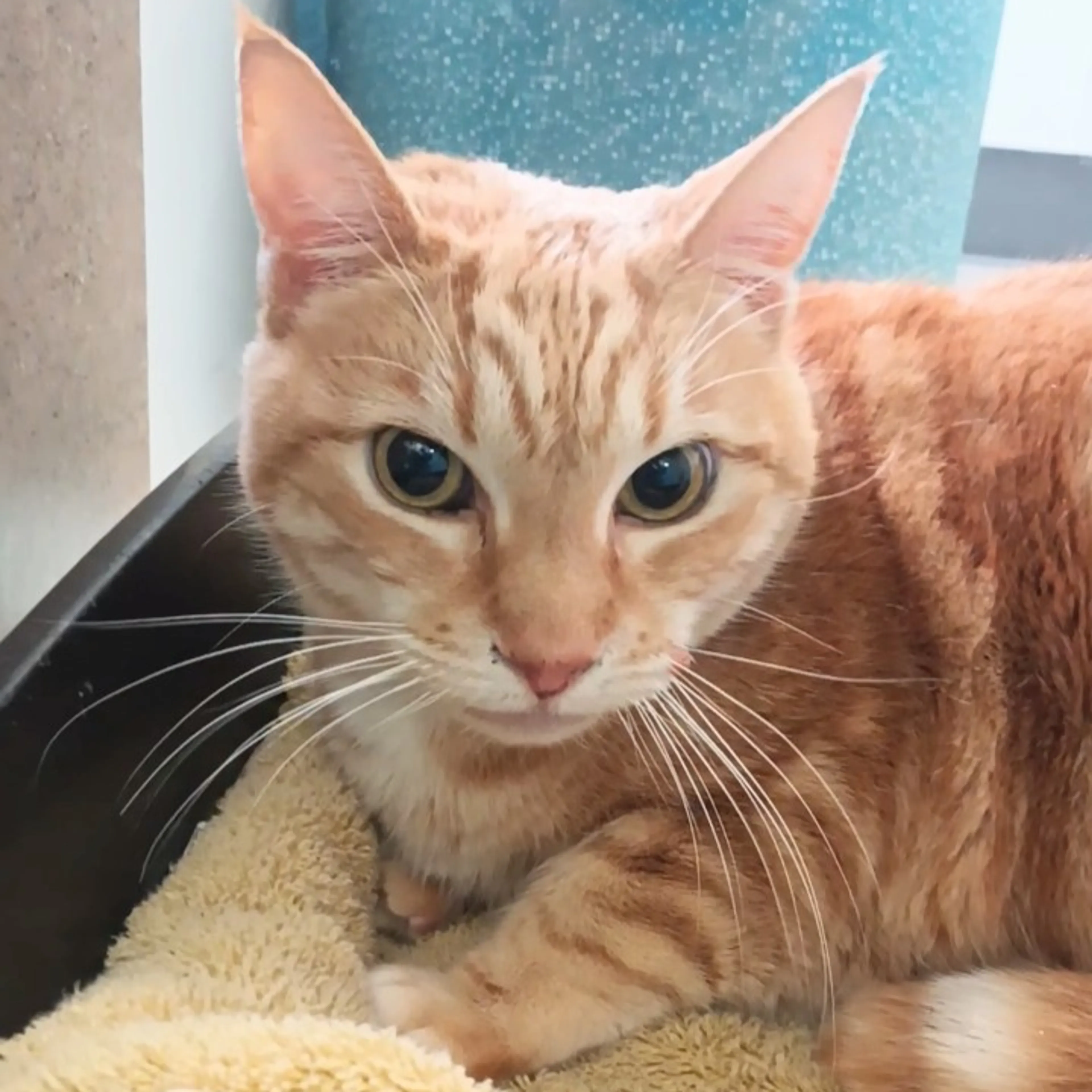 Found pet-1