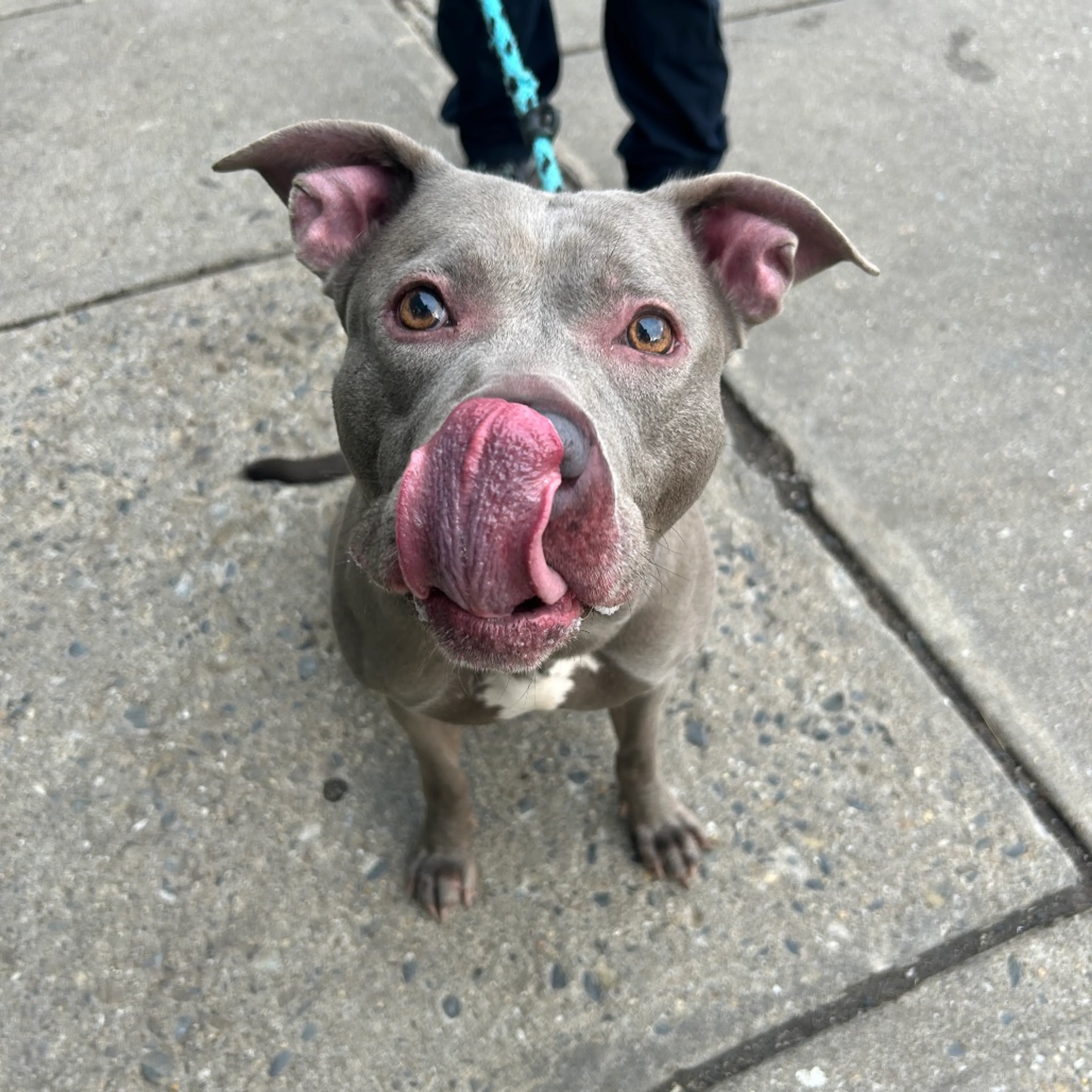 Found pet-1