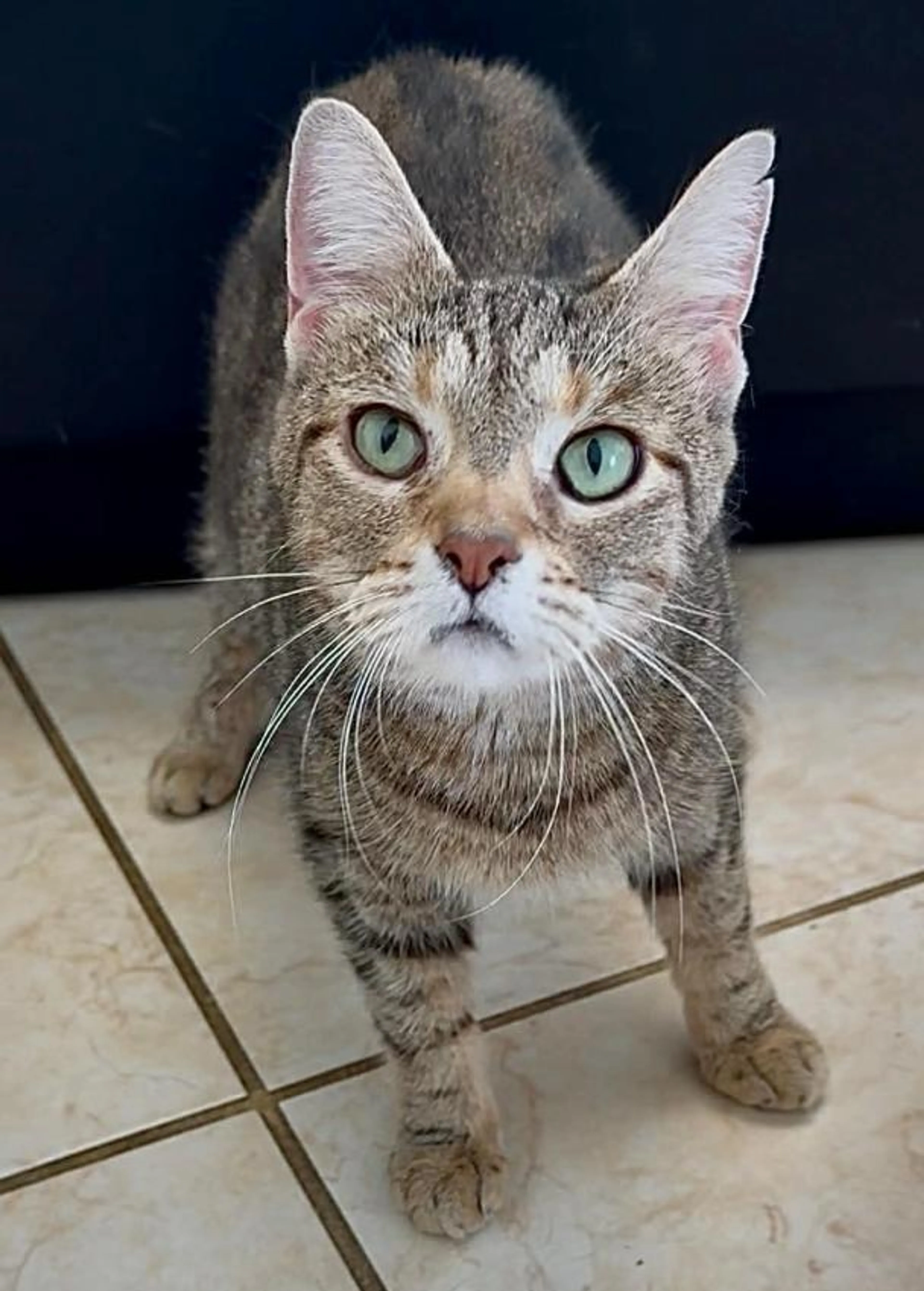 Found pet