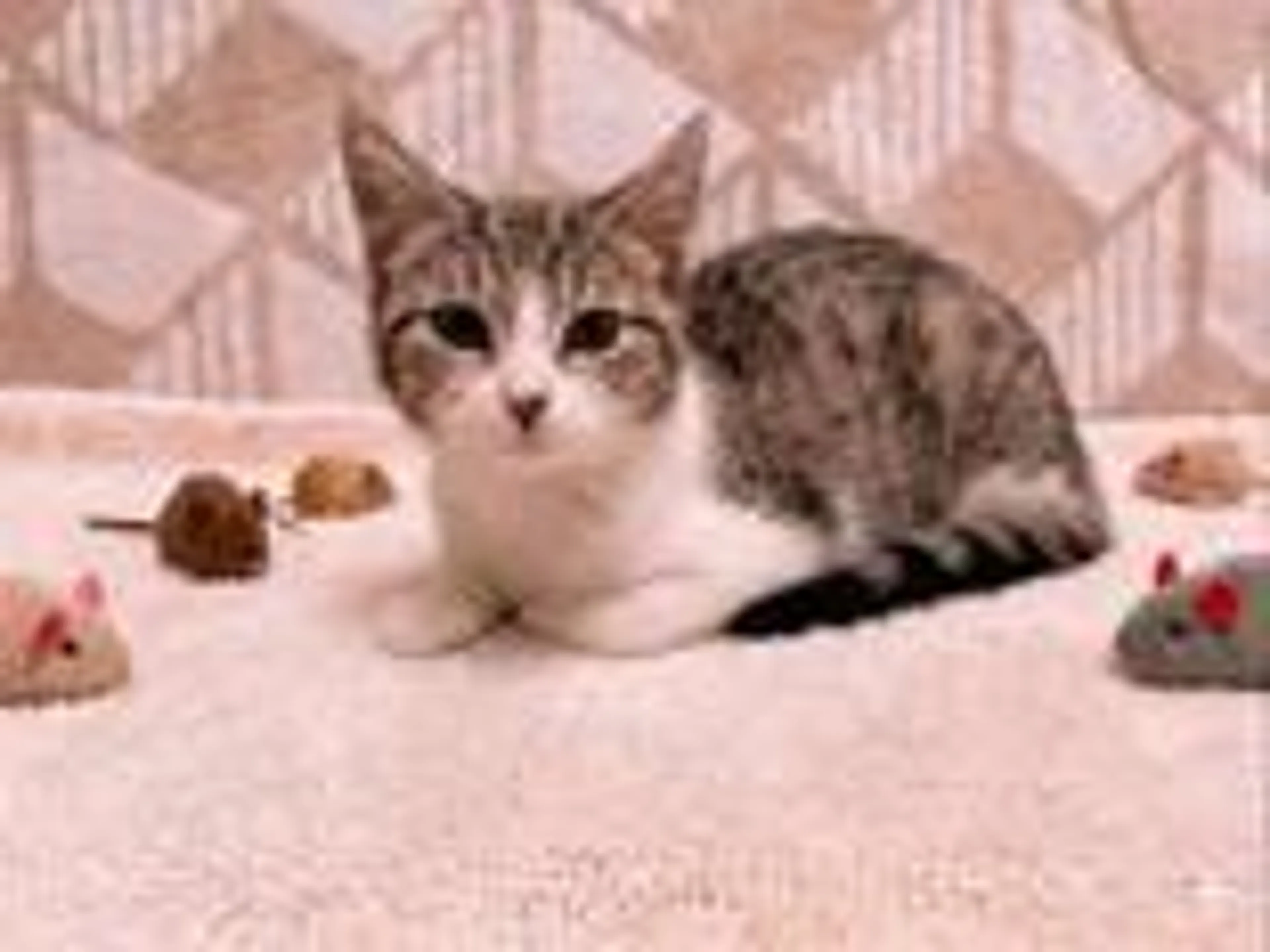 Found pet-1
