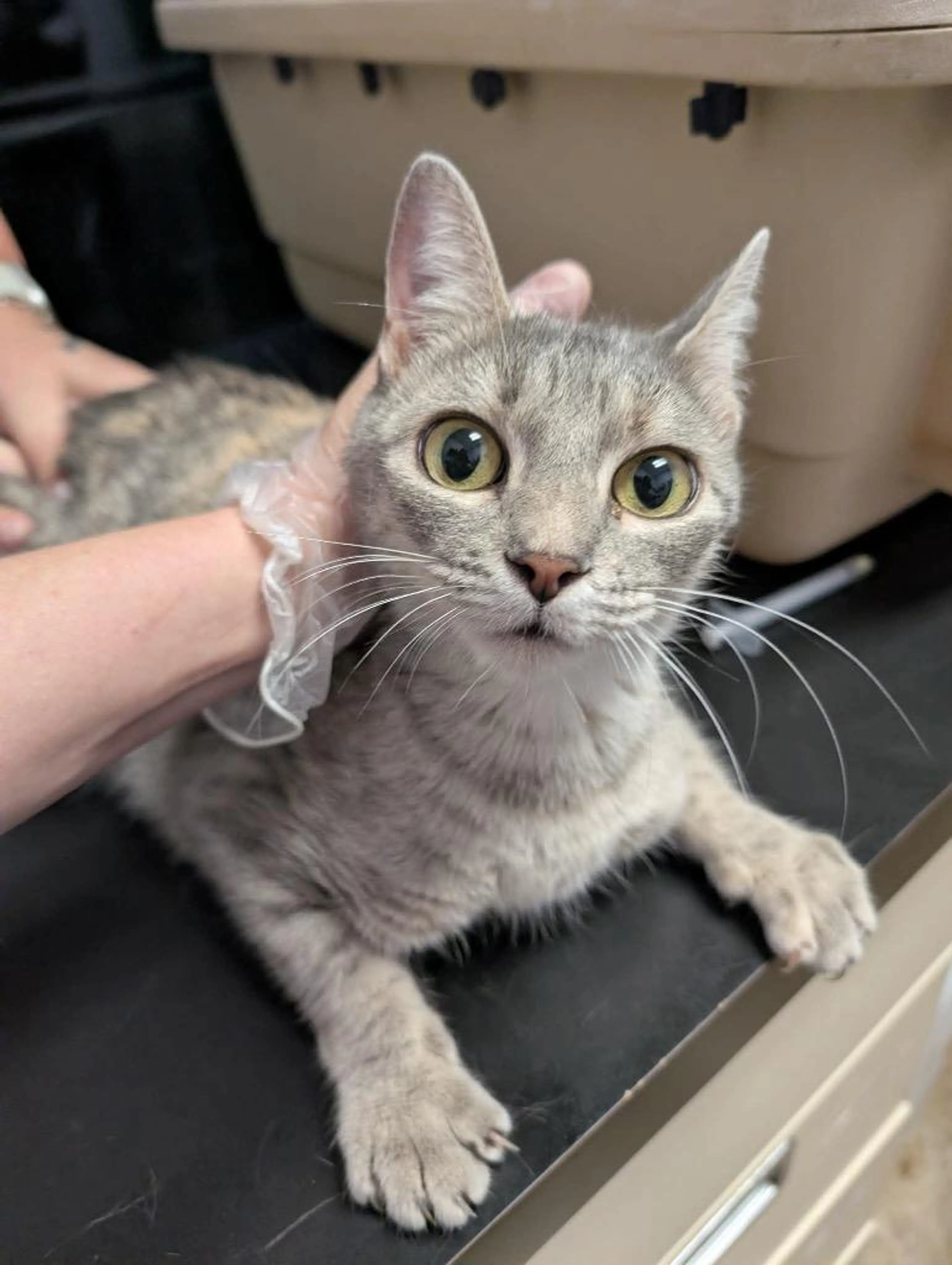 Found pet-0