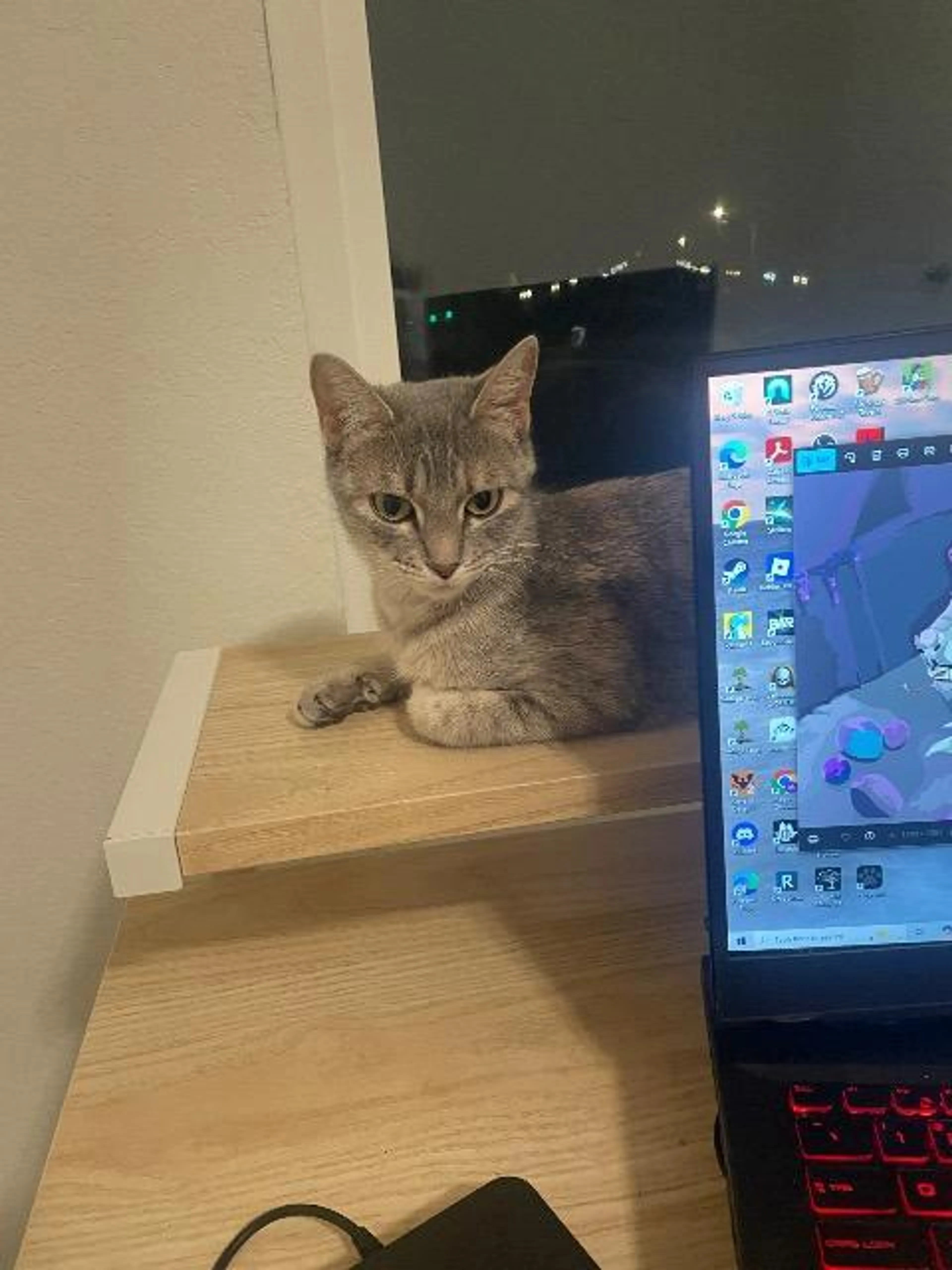 Found pet-1