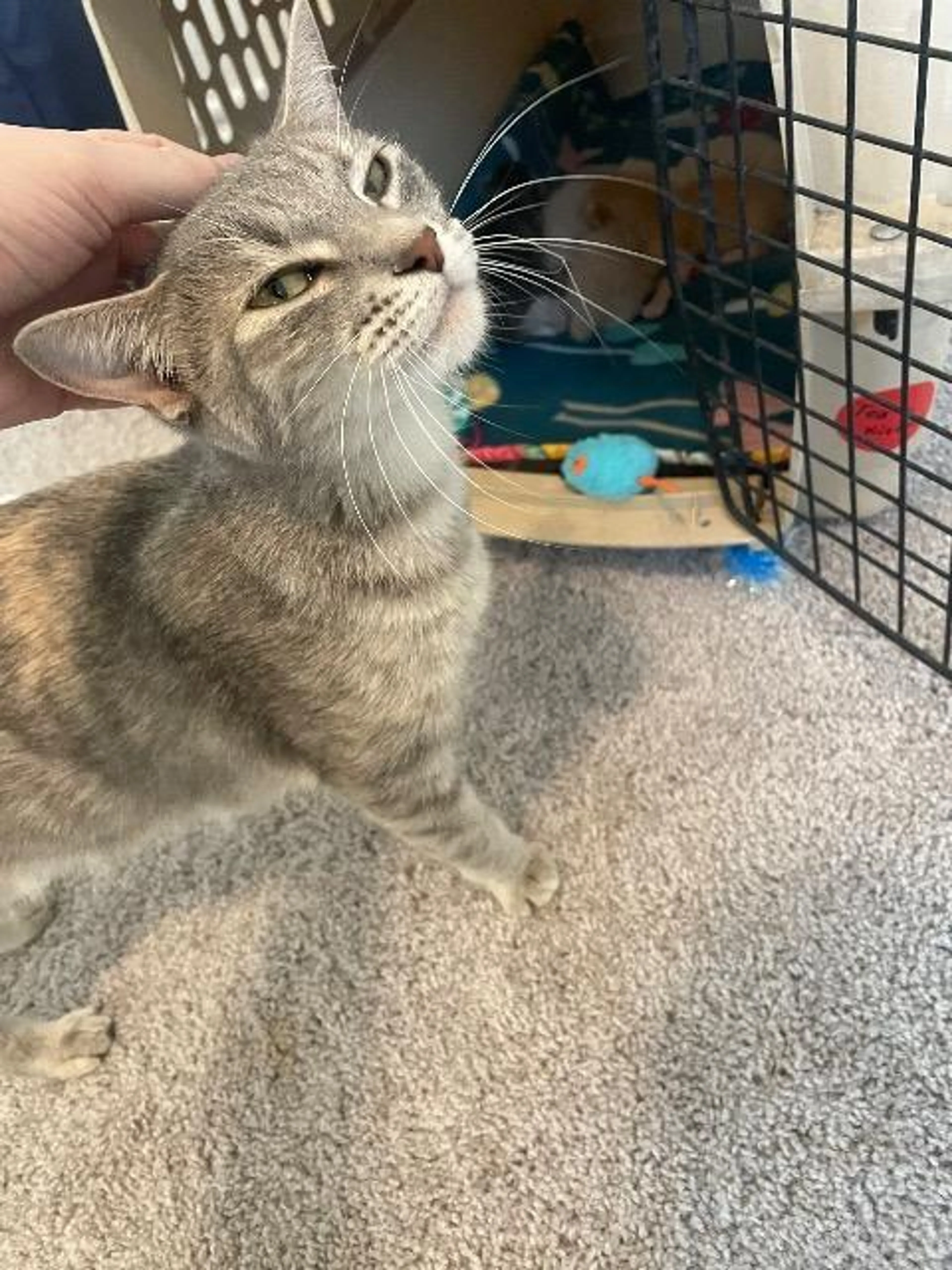 Found pet-2