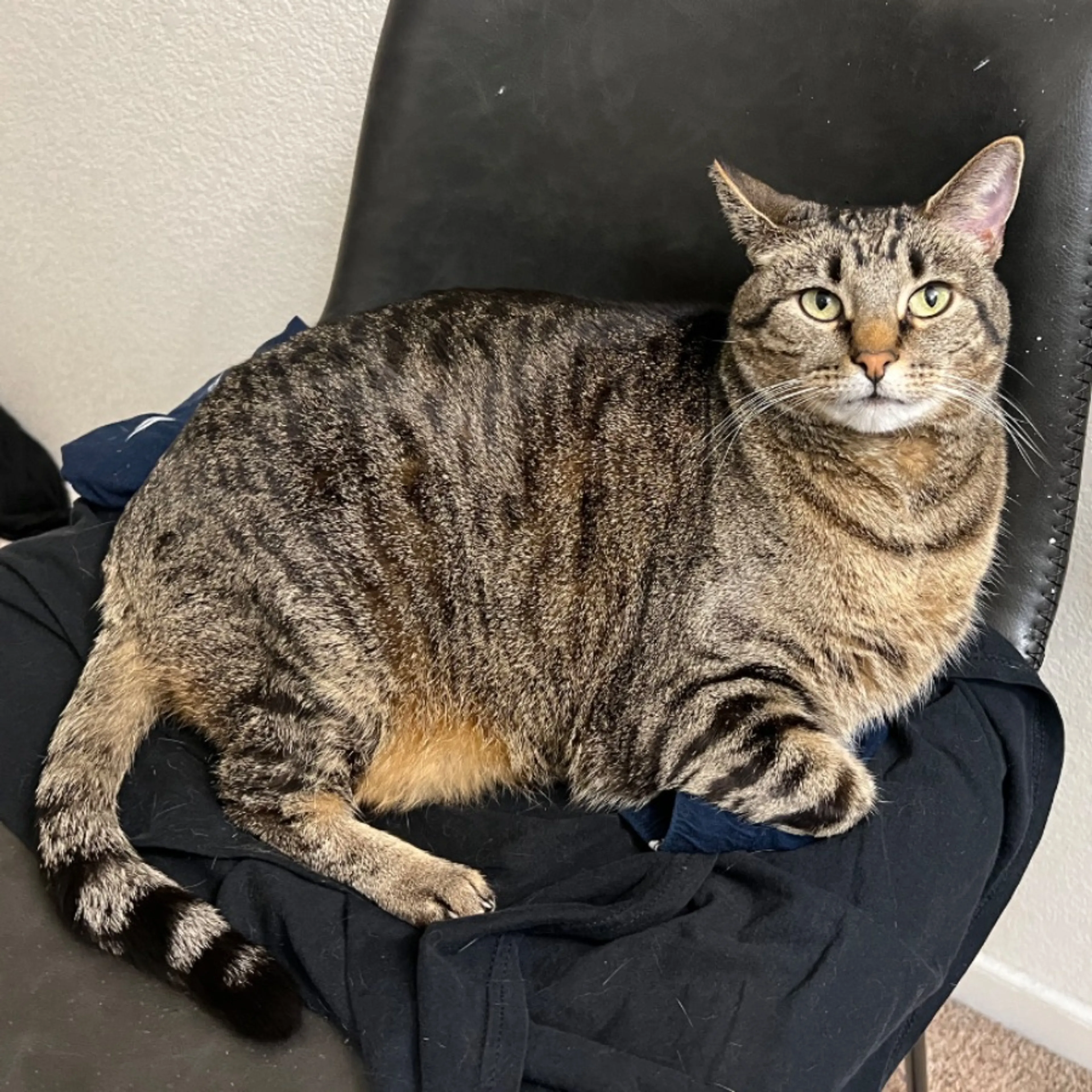 Lost pet-0