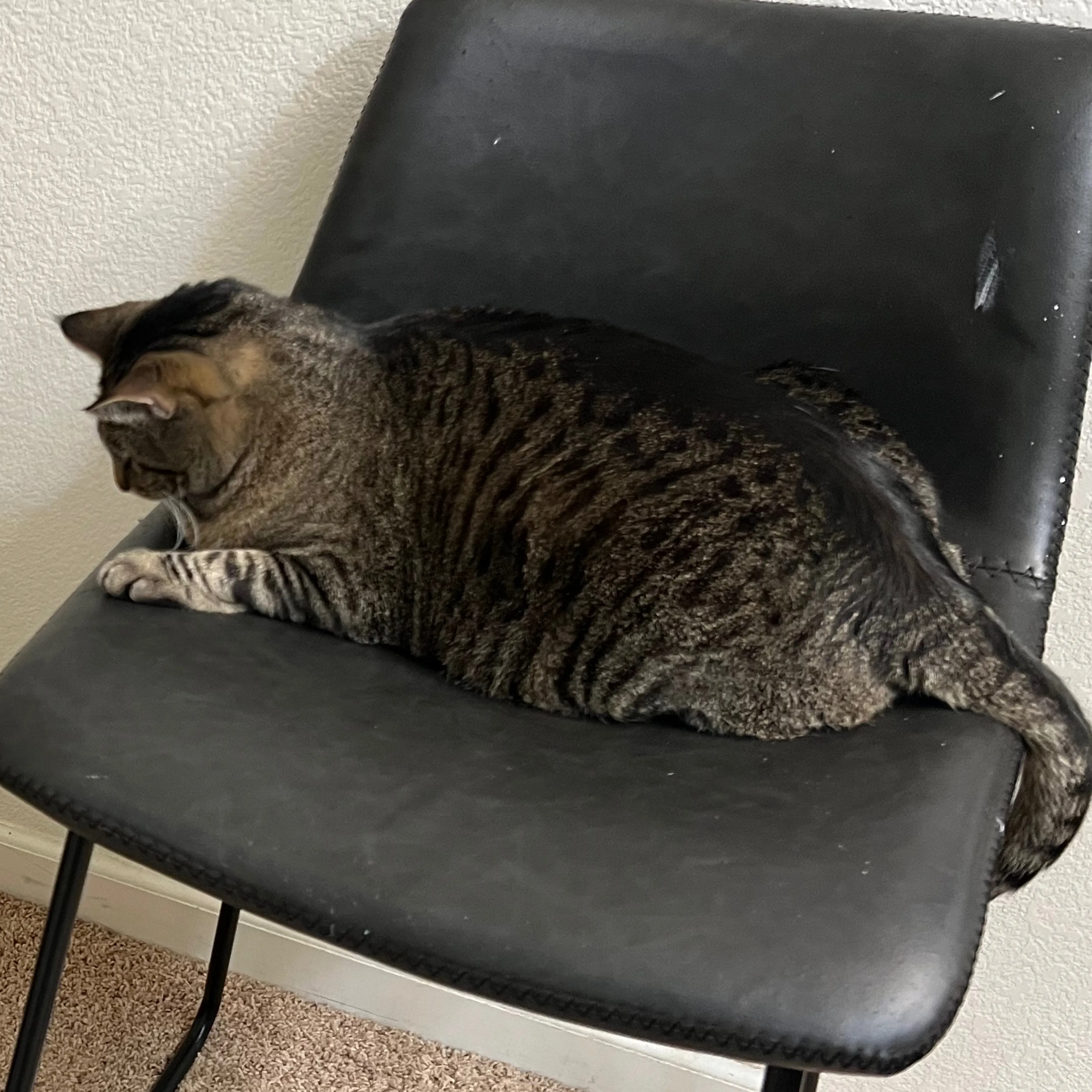 Lost pet-1