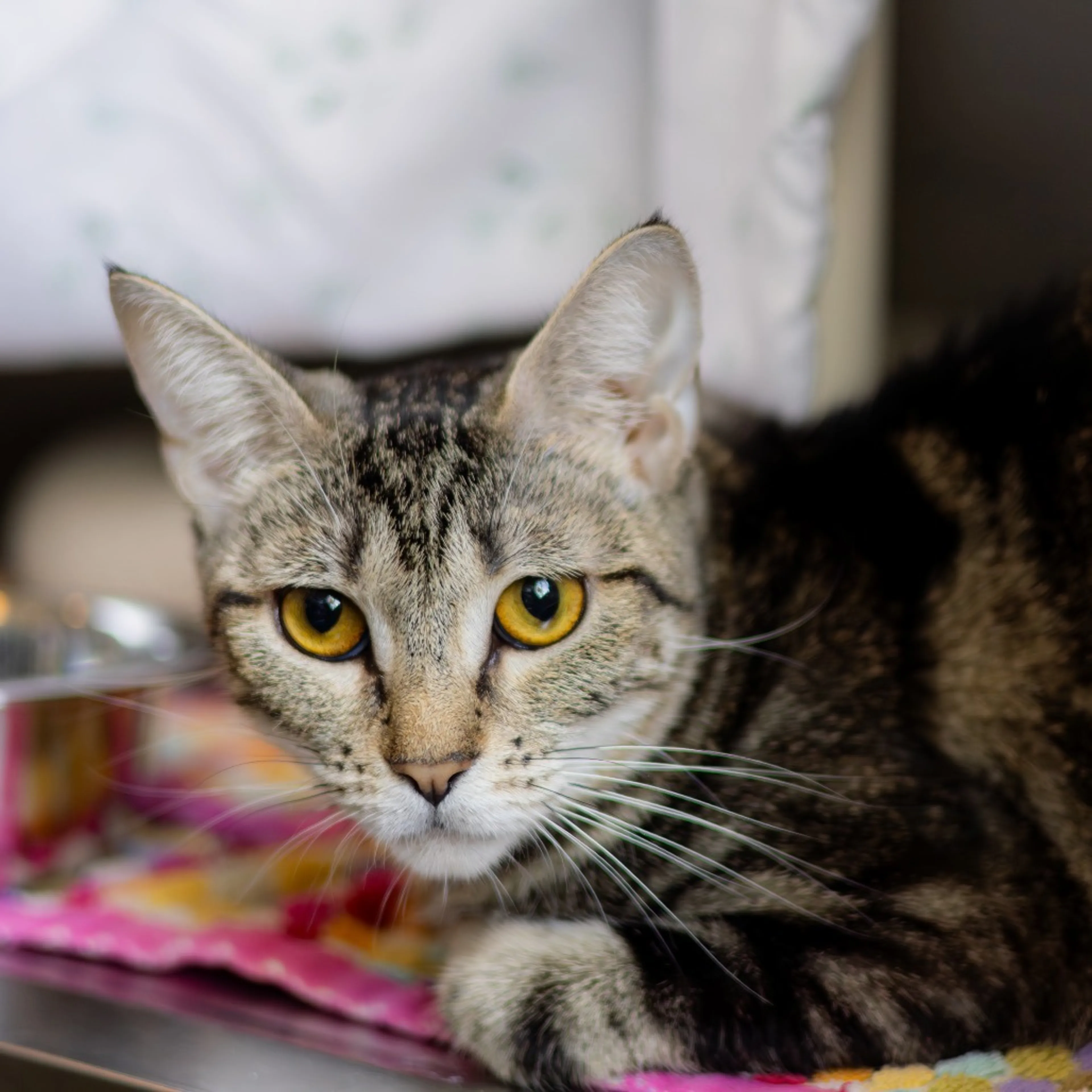 cdn image