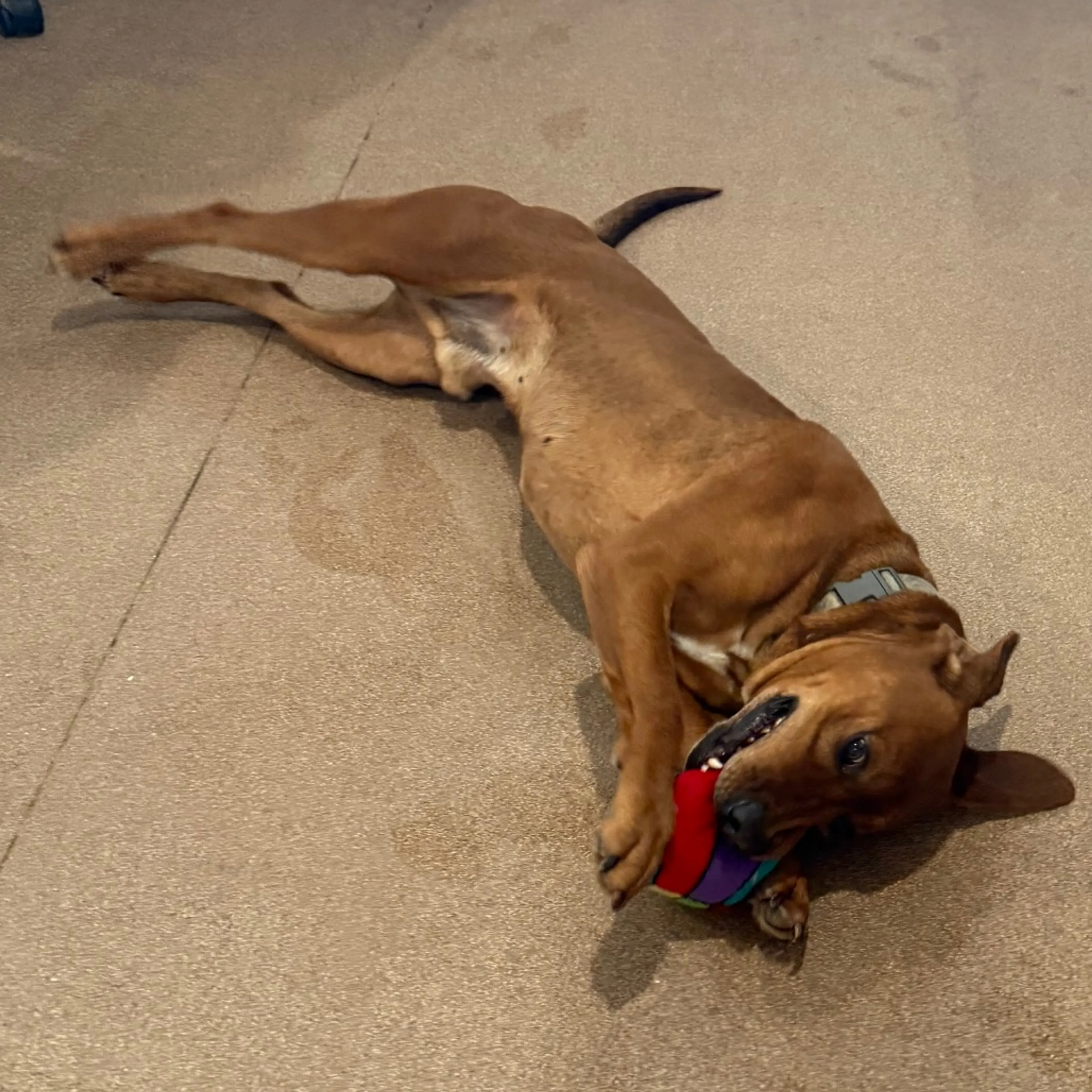 Found pet-7