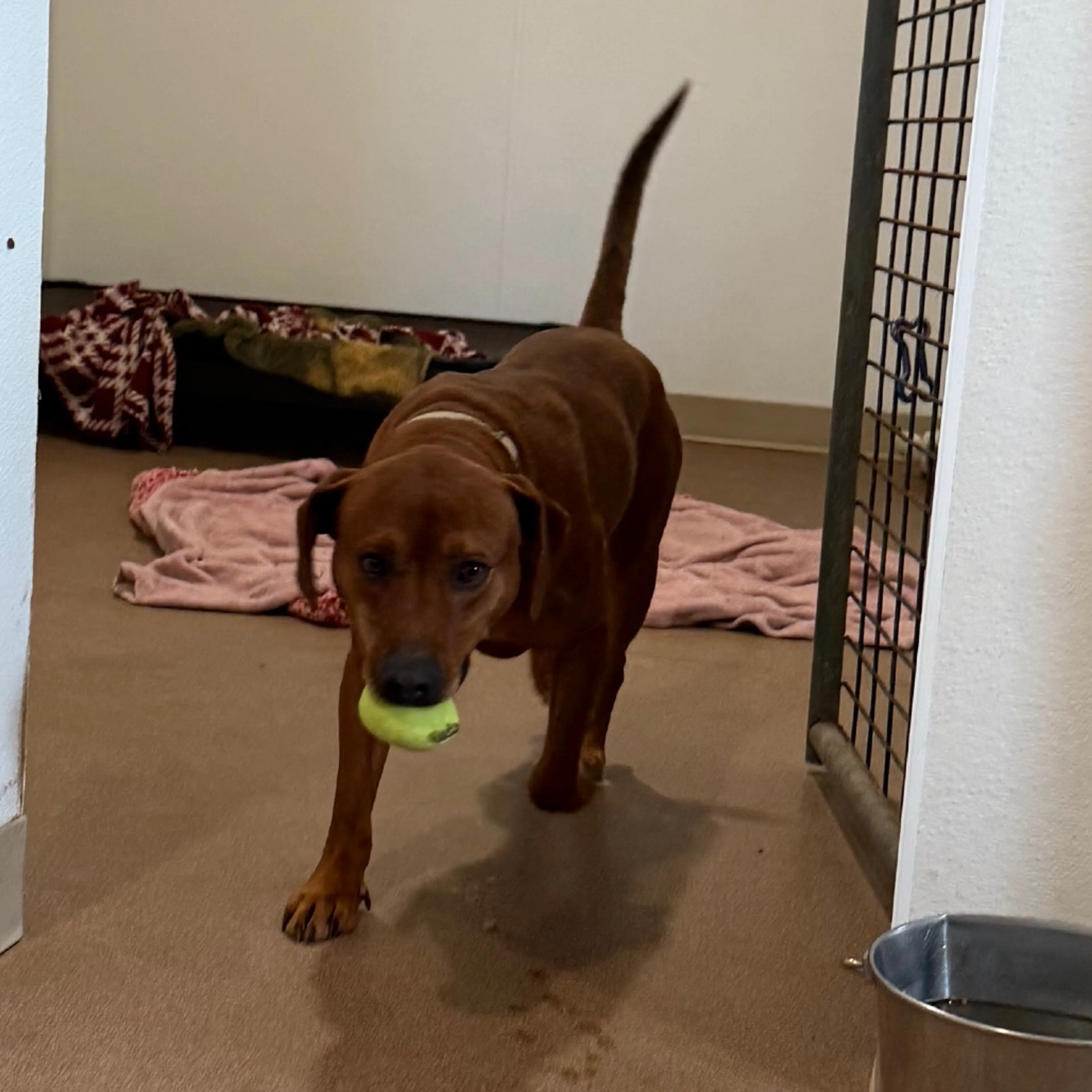 Found pet-5