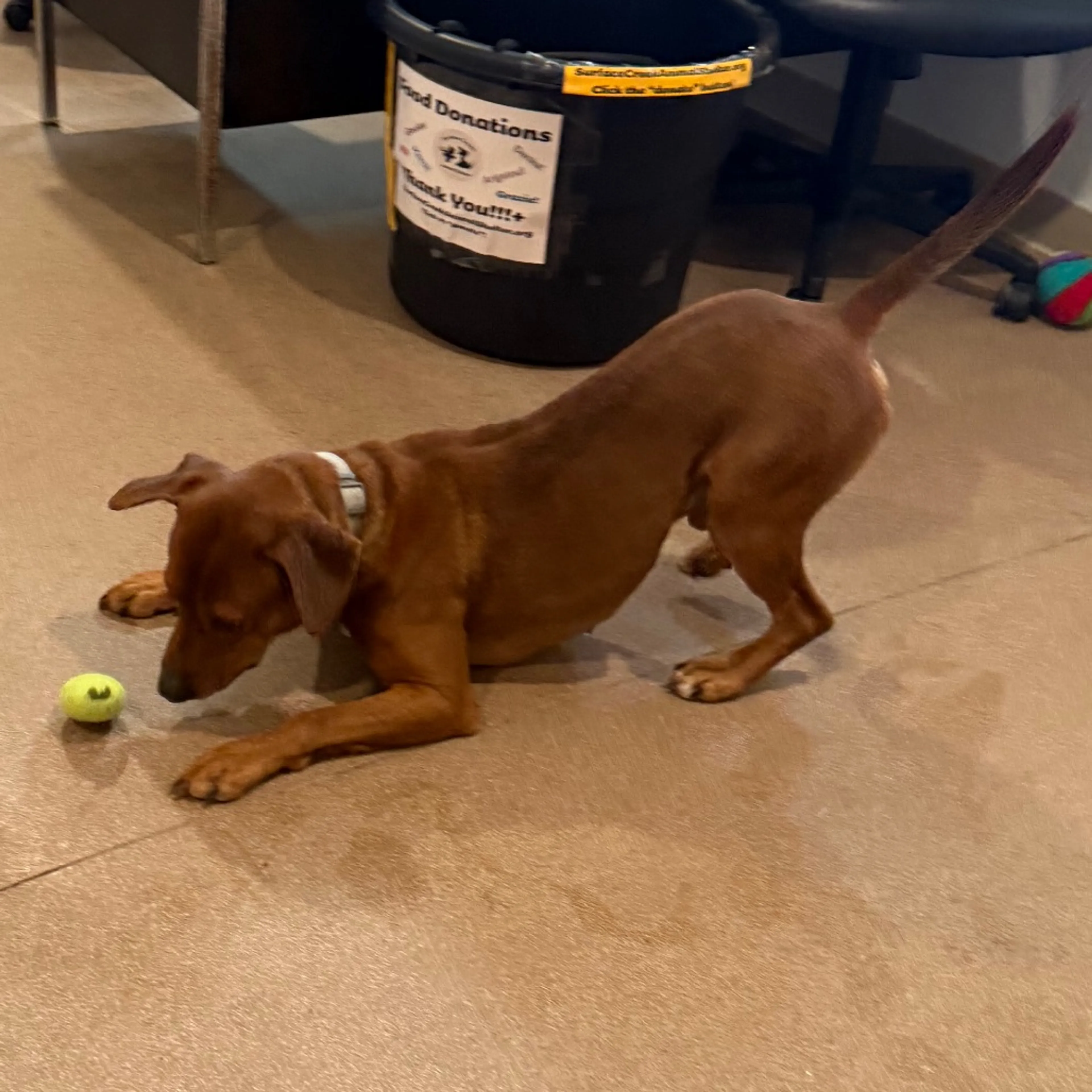 Found pet-4
