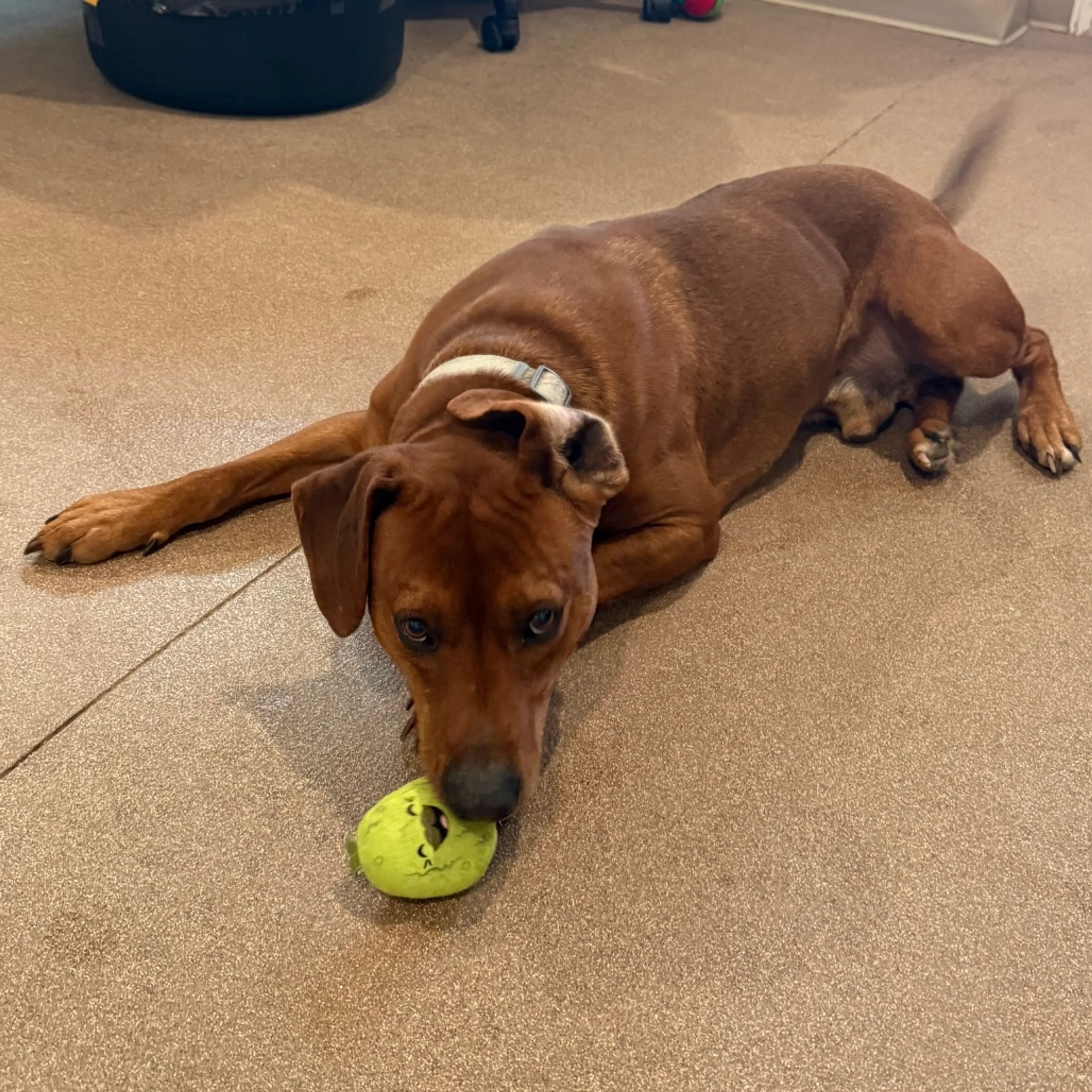 Found pet-1