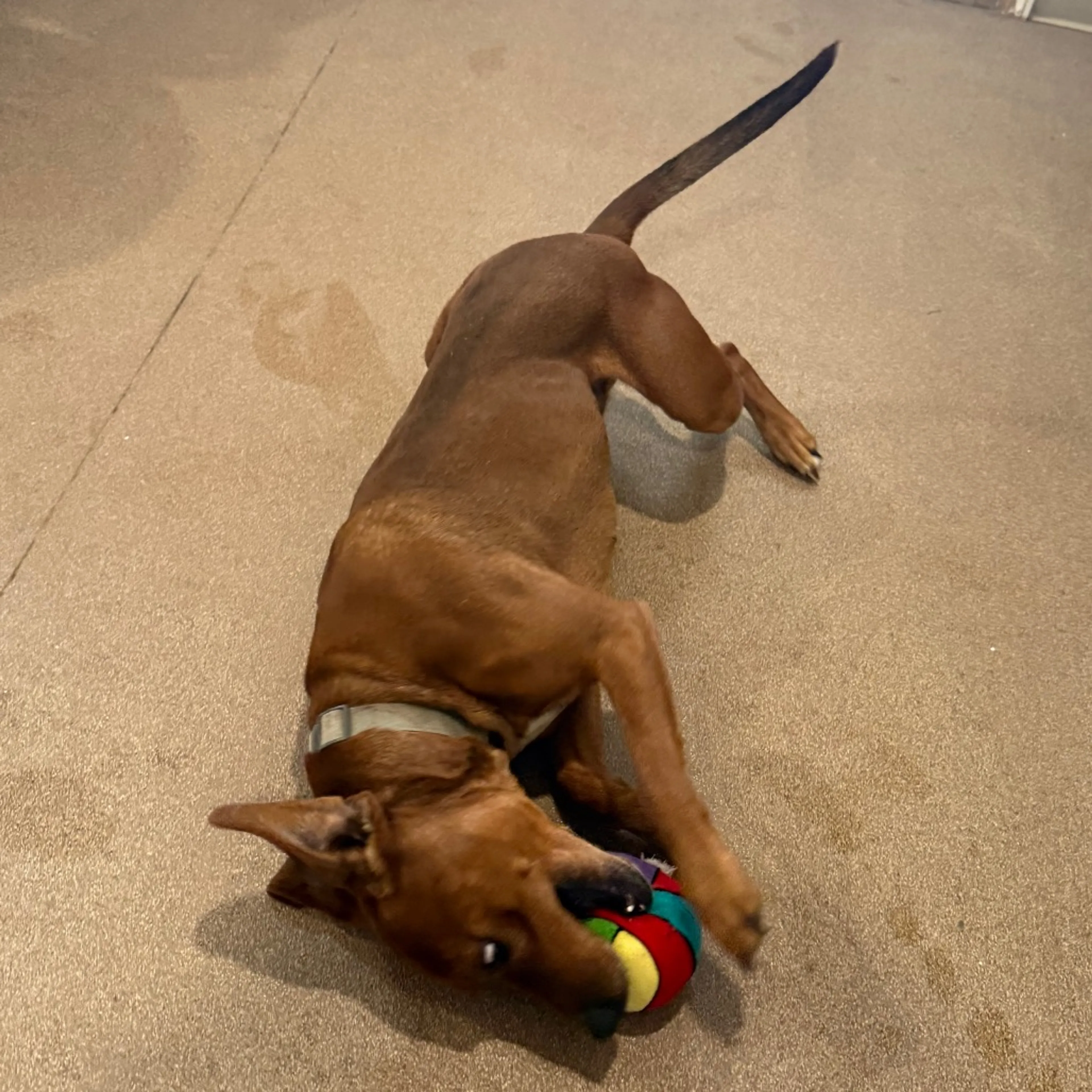 Found pet-6