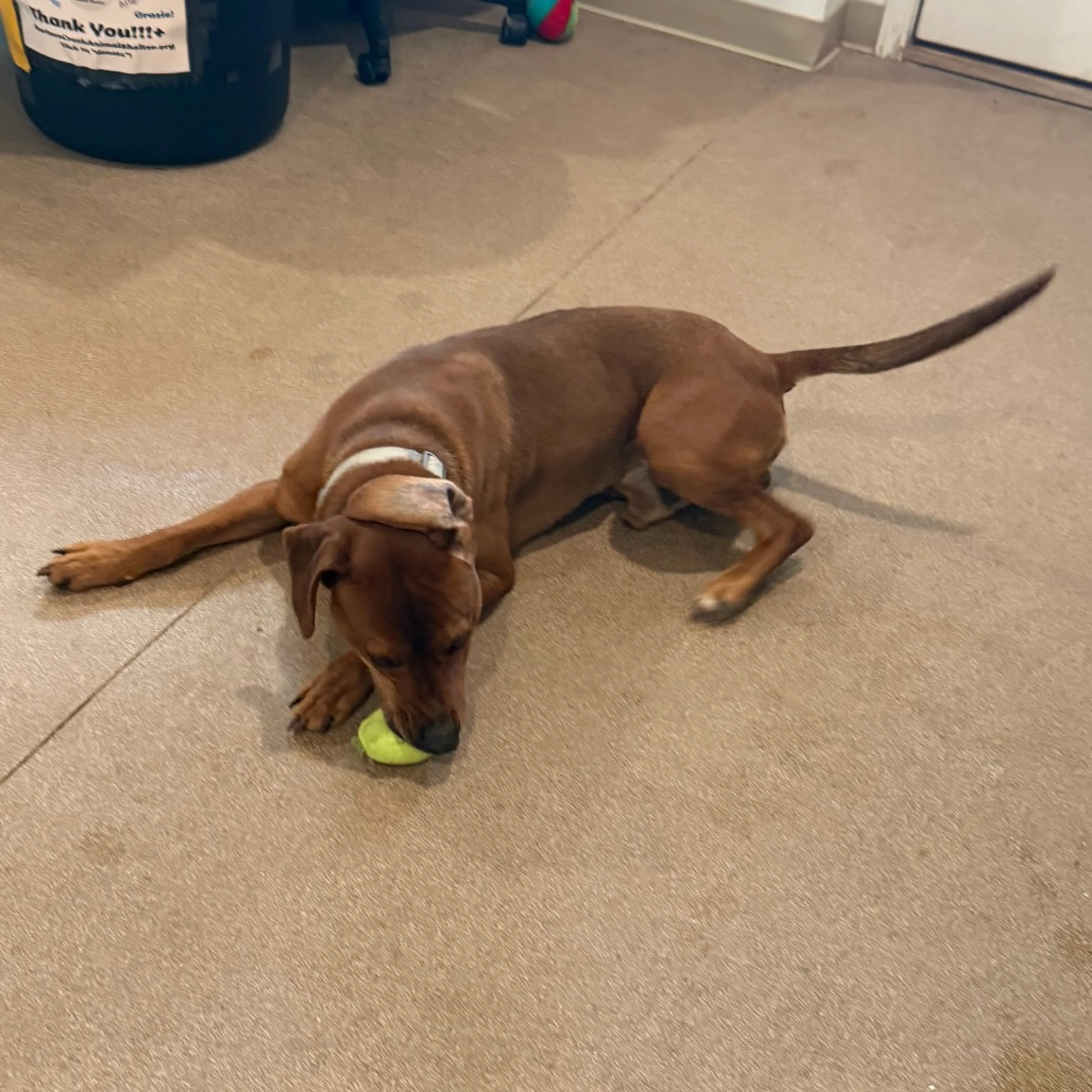 Found pet-2
