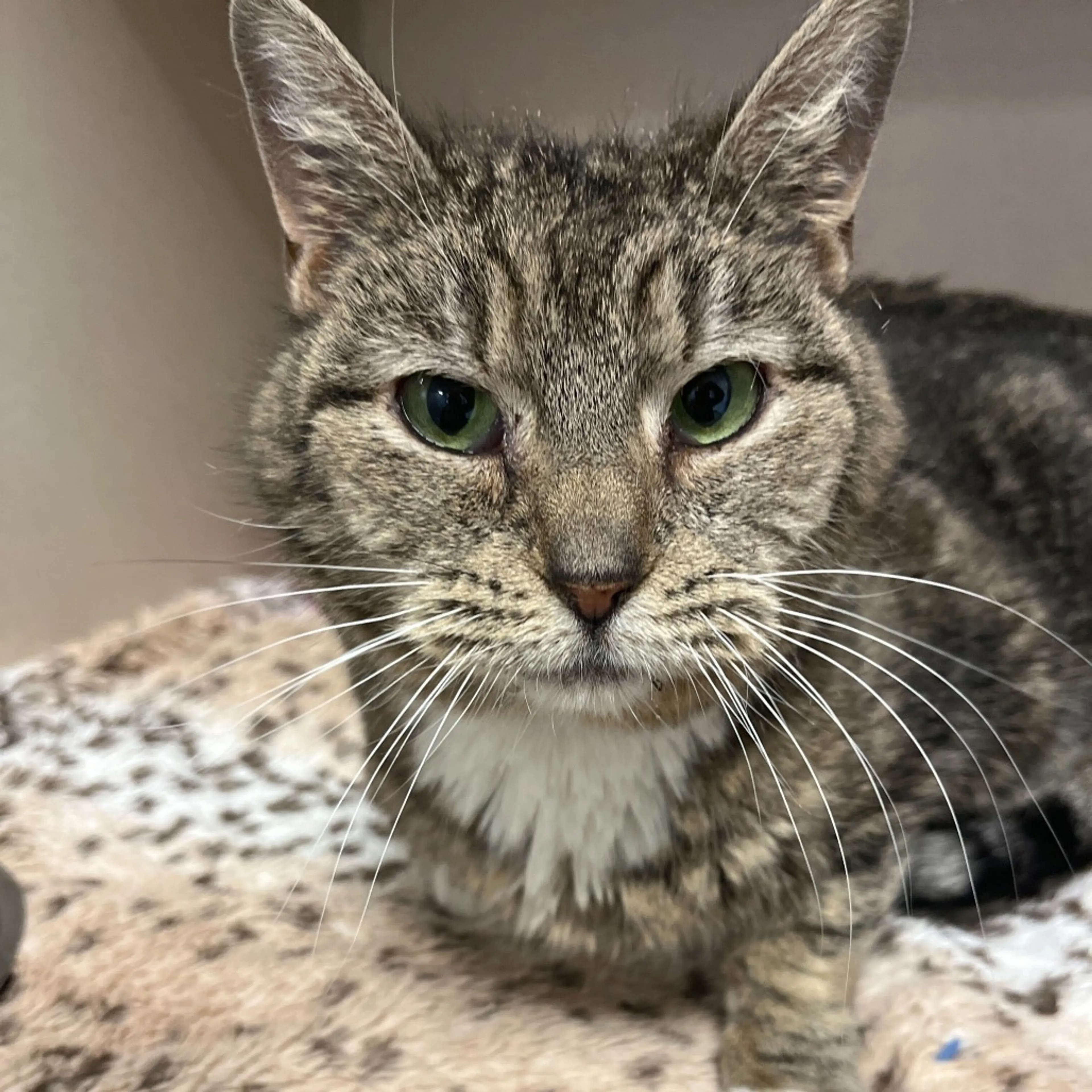 Found pet-1