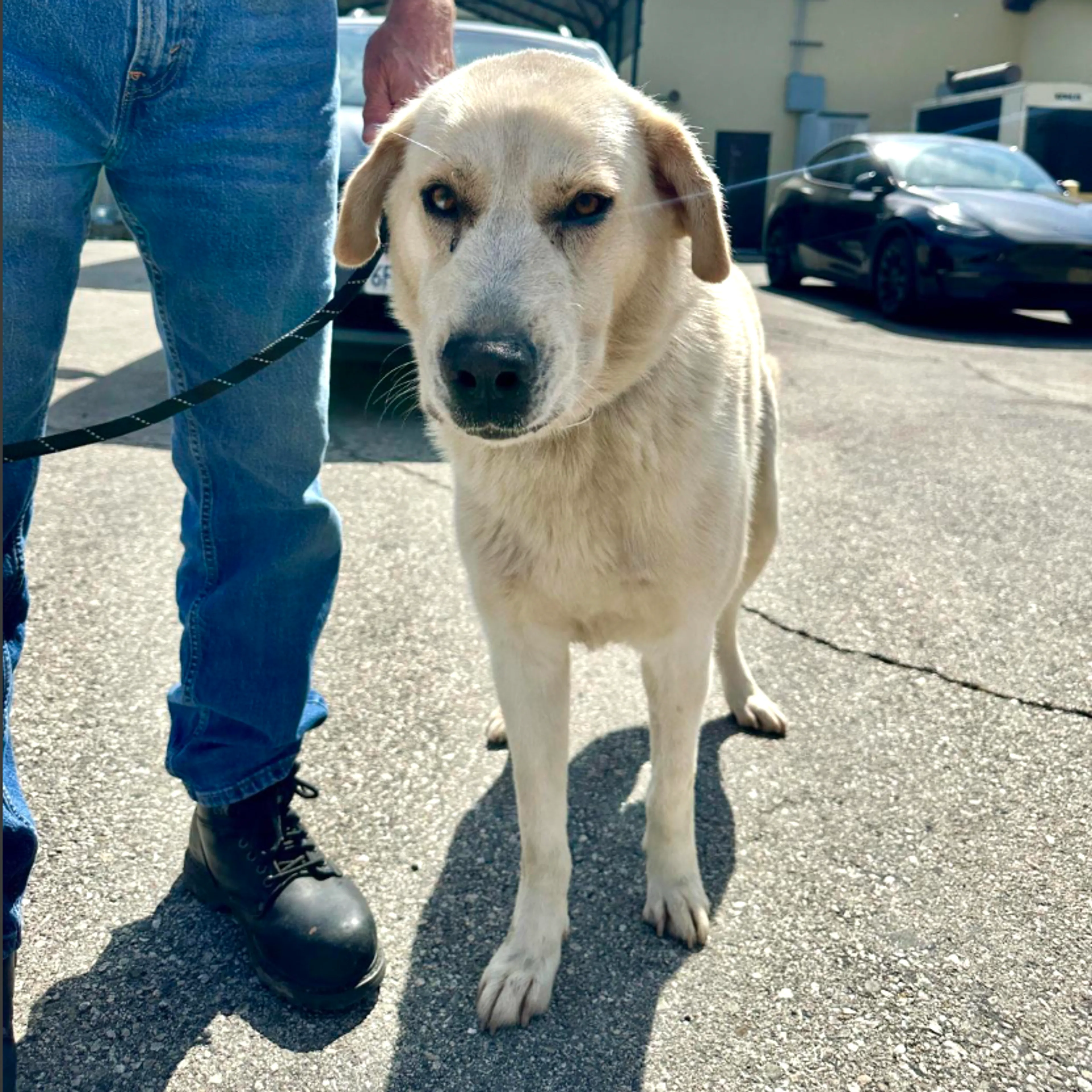 Found pet-1
