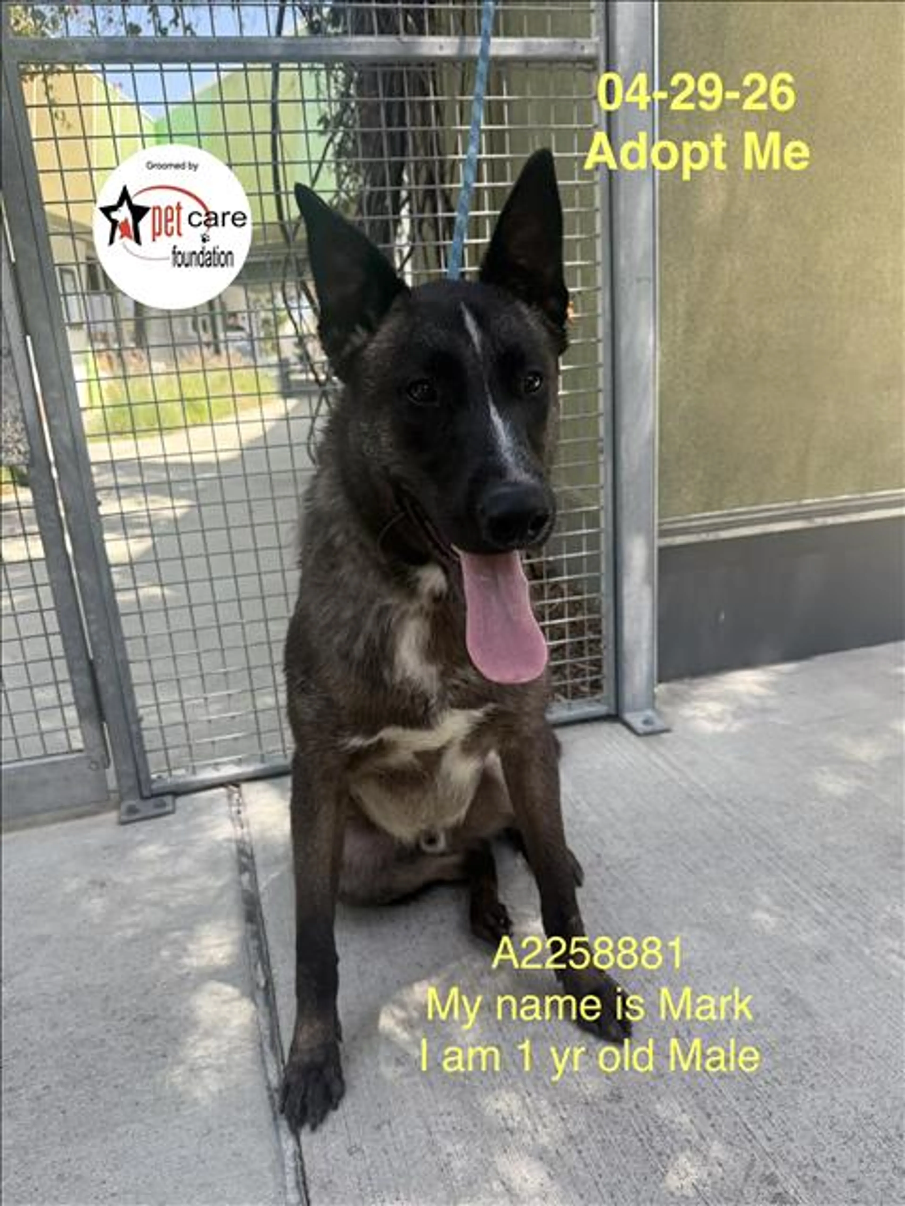 Found pet