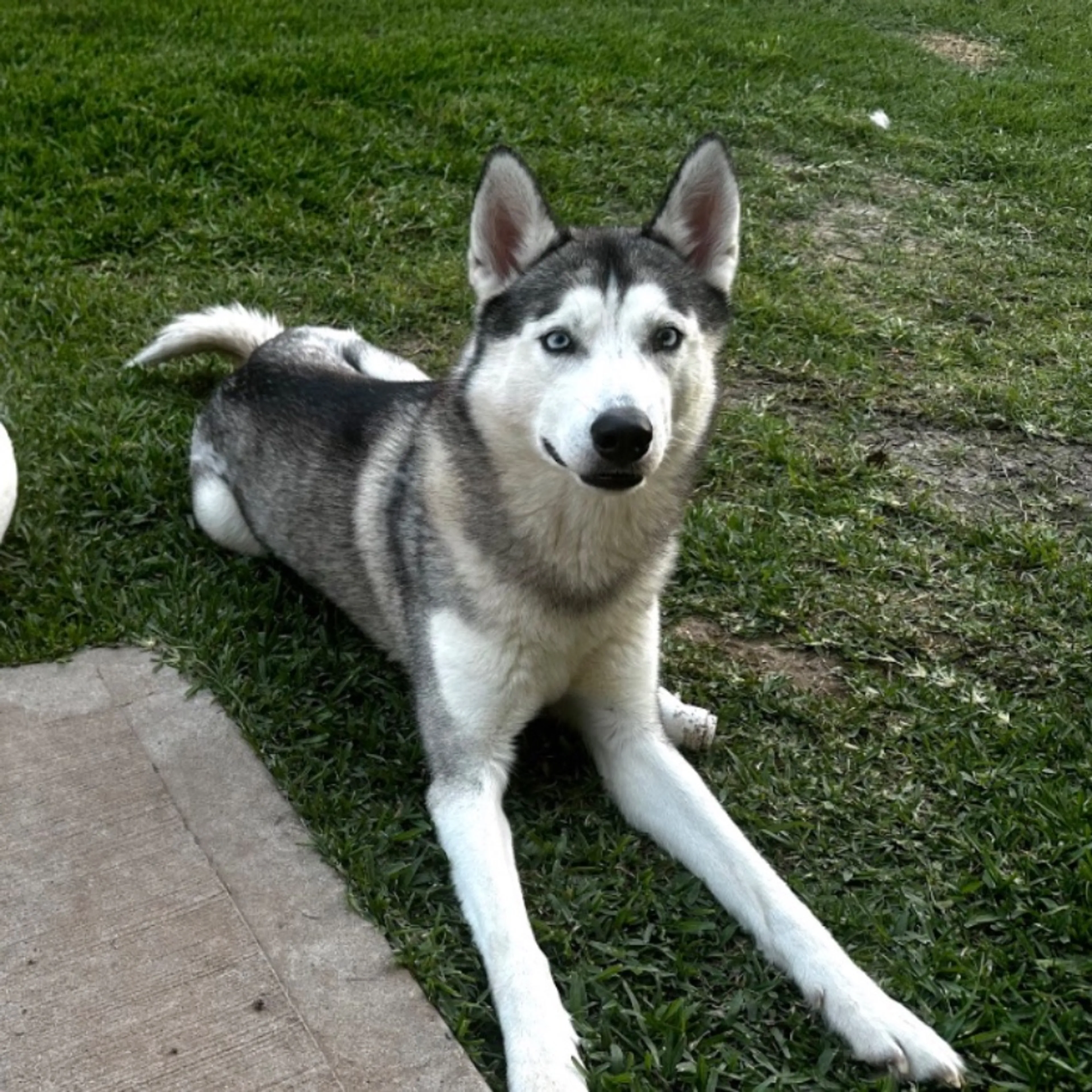Lost pet