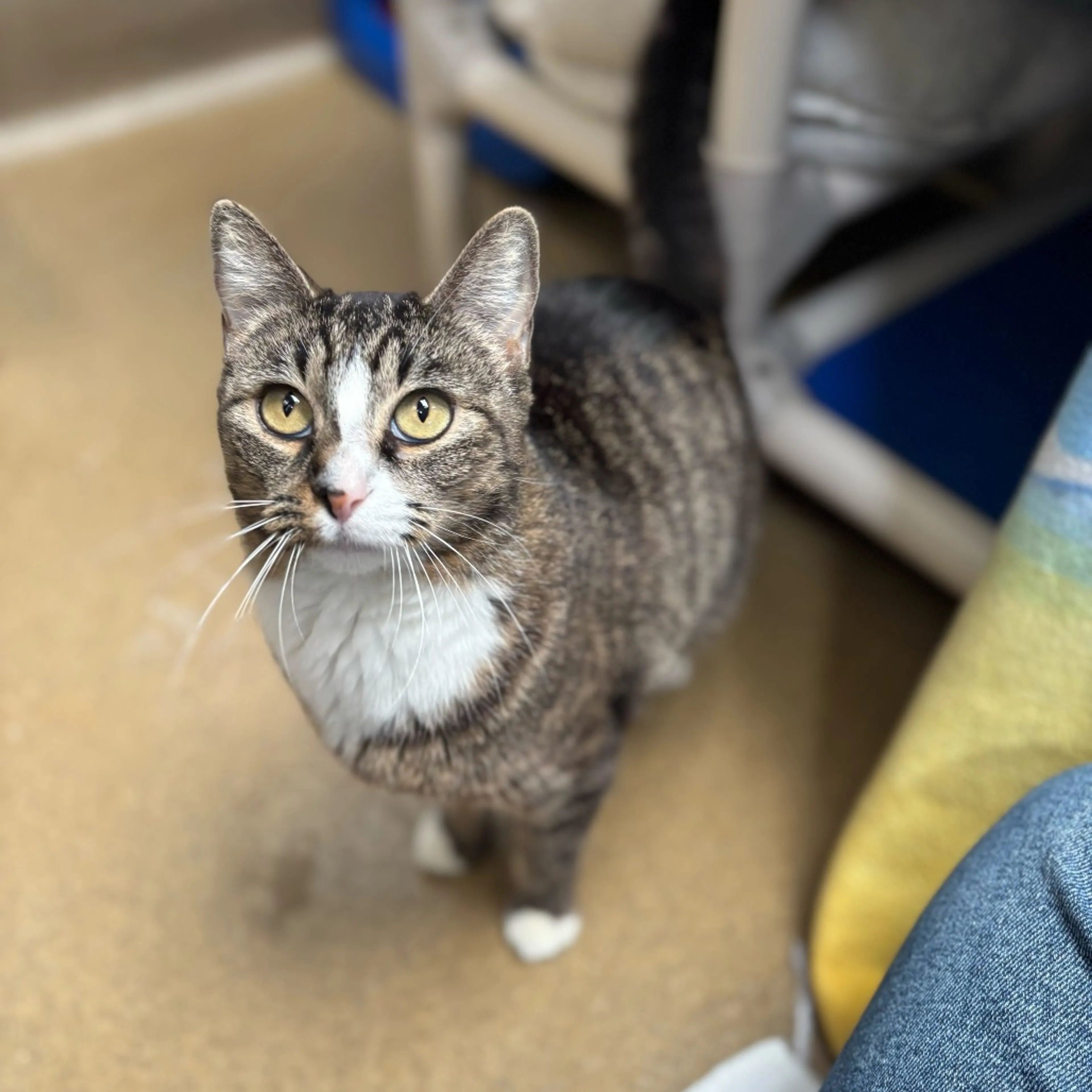 Found pet-3