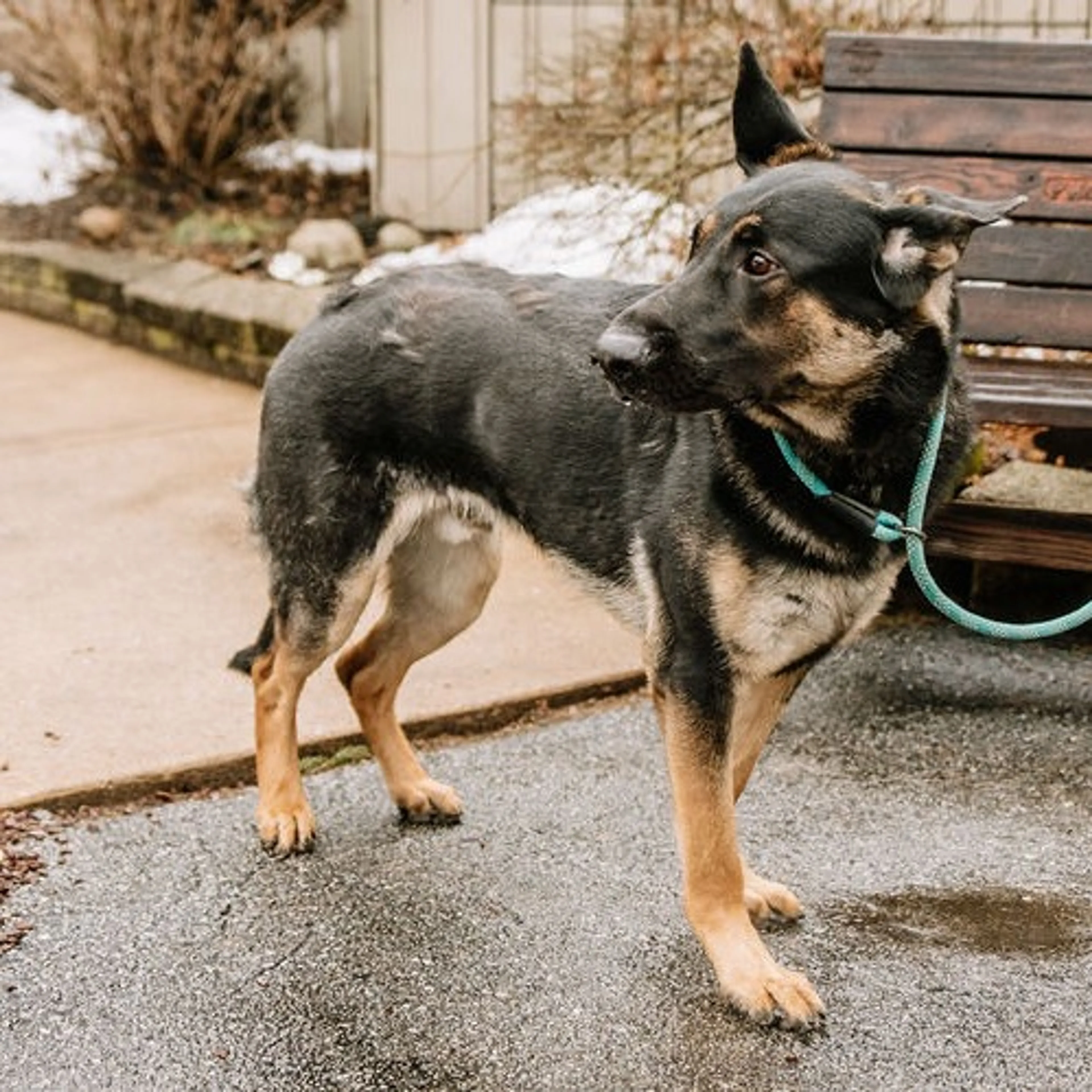 Found pet-6