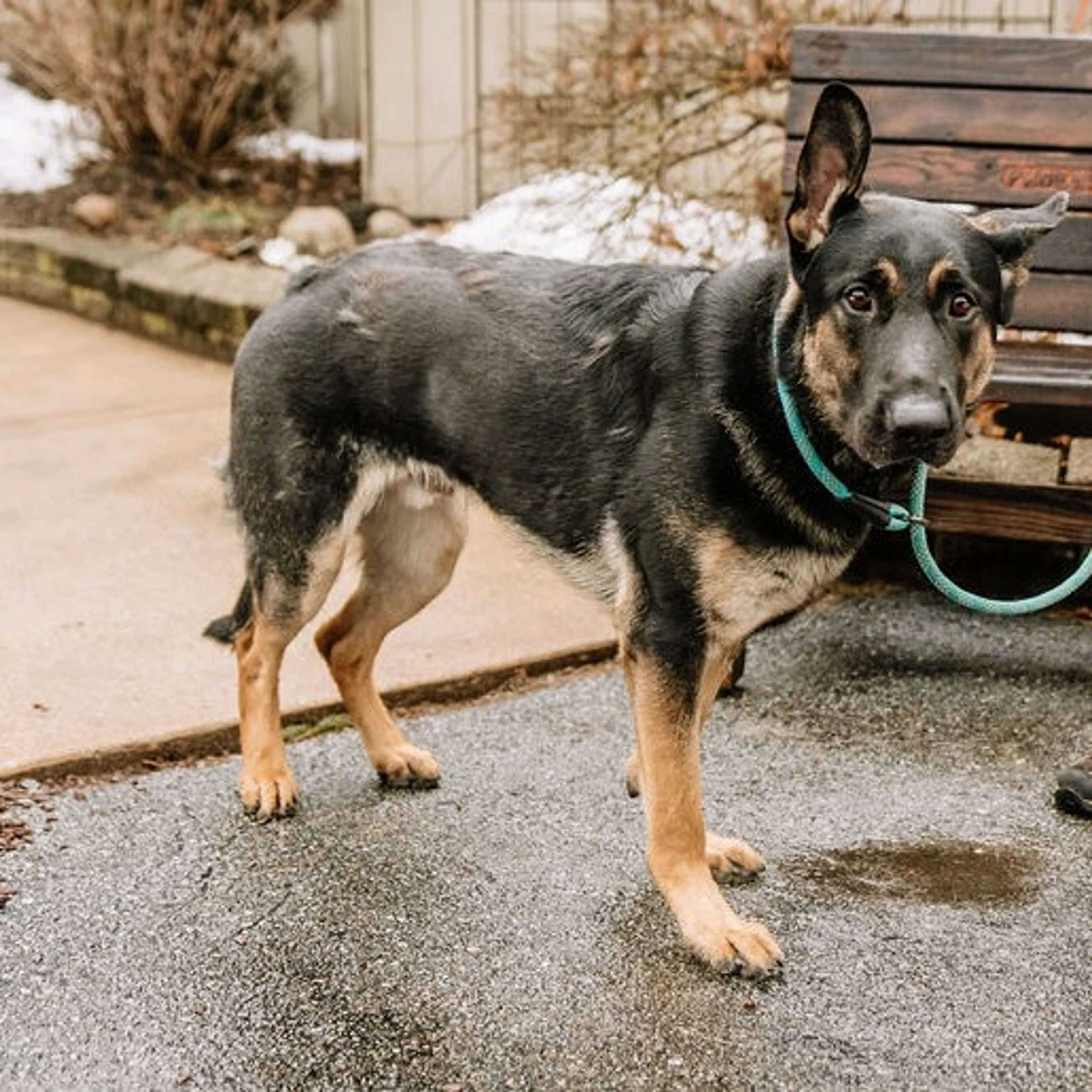 Found pet-5