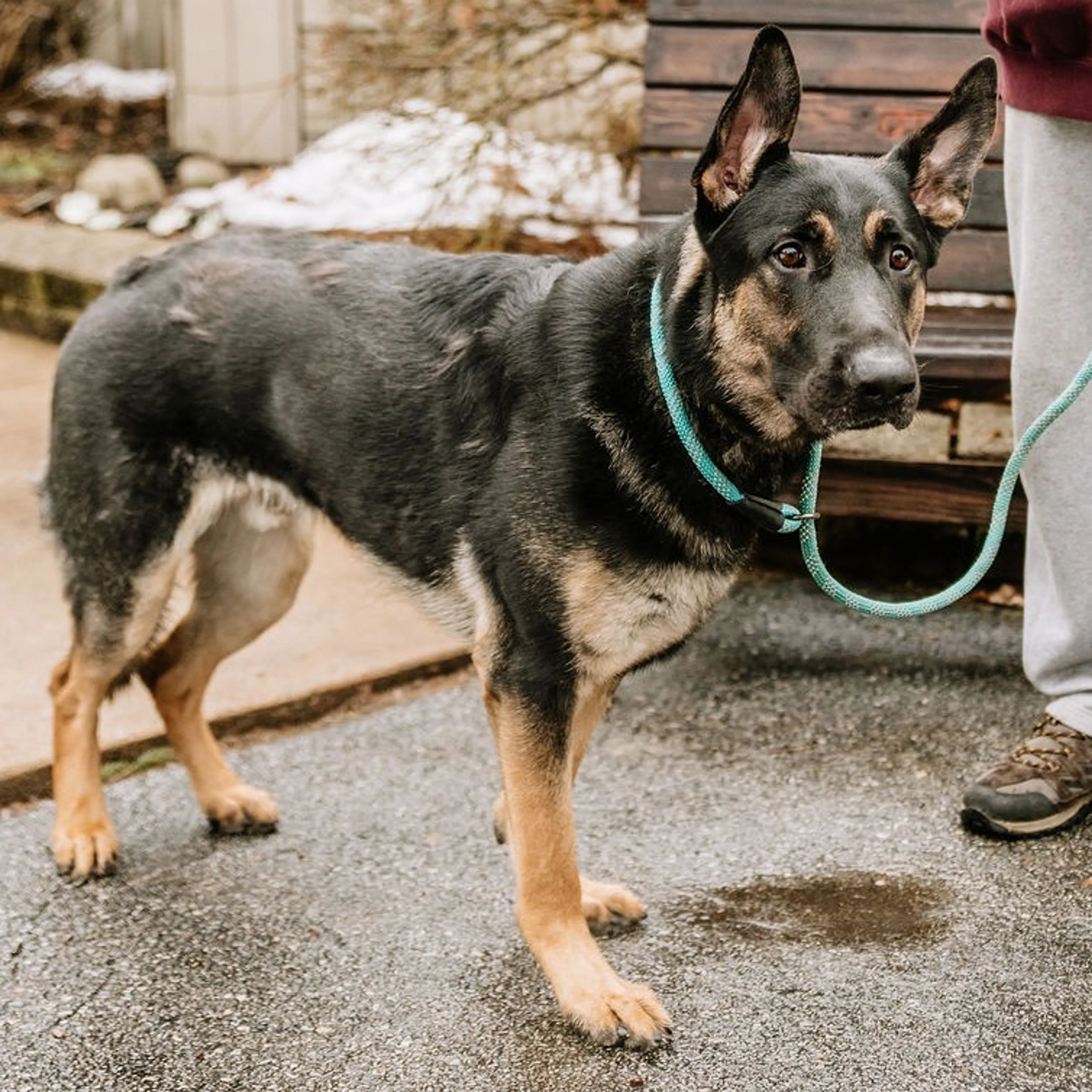 Found pet-7