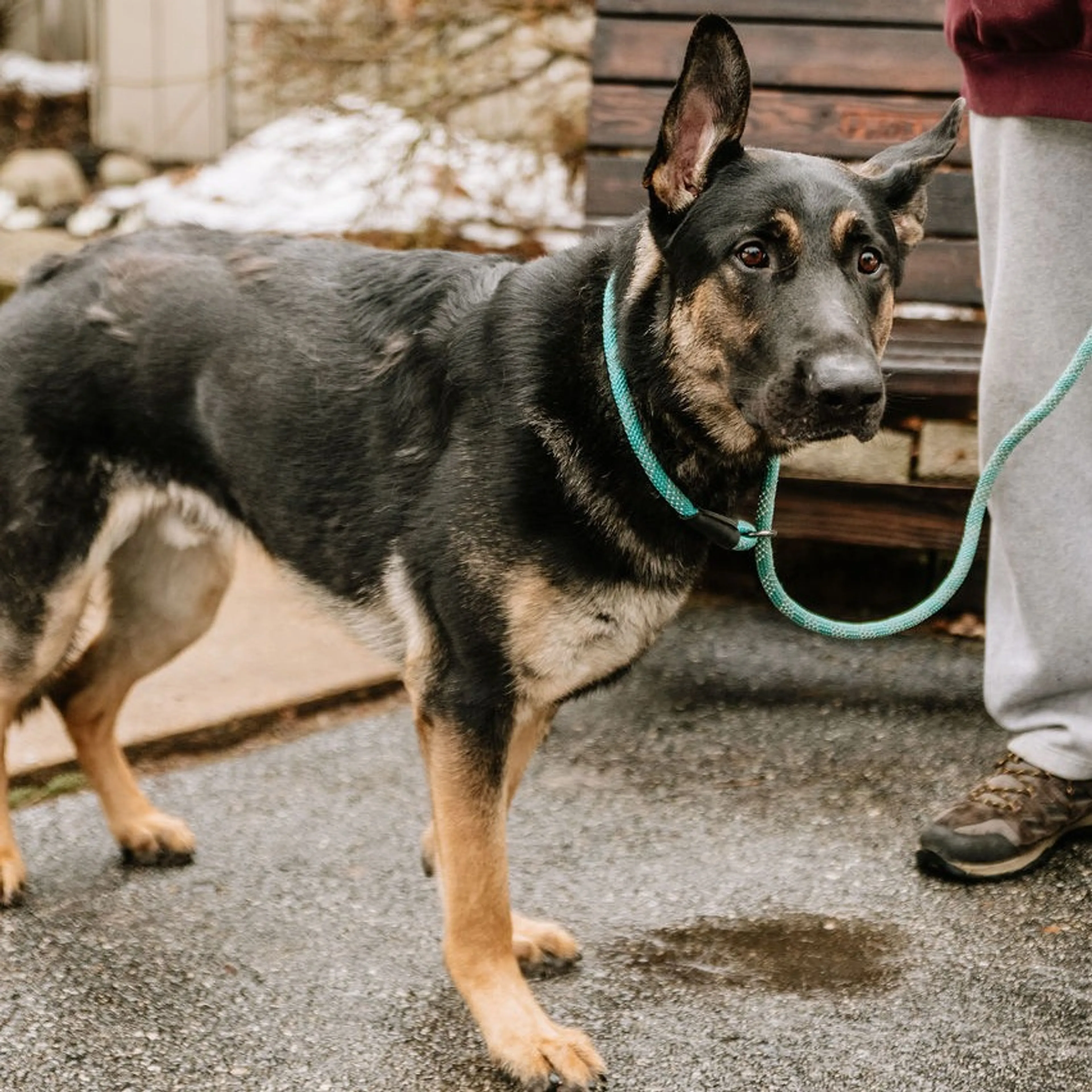 Found pet-1