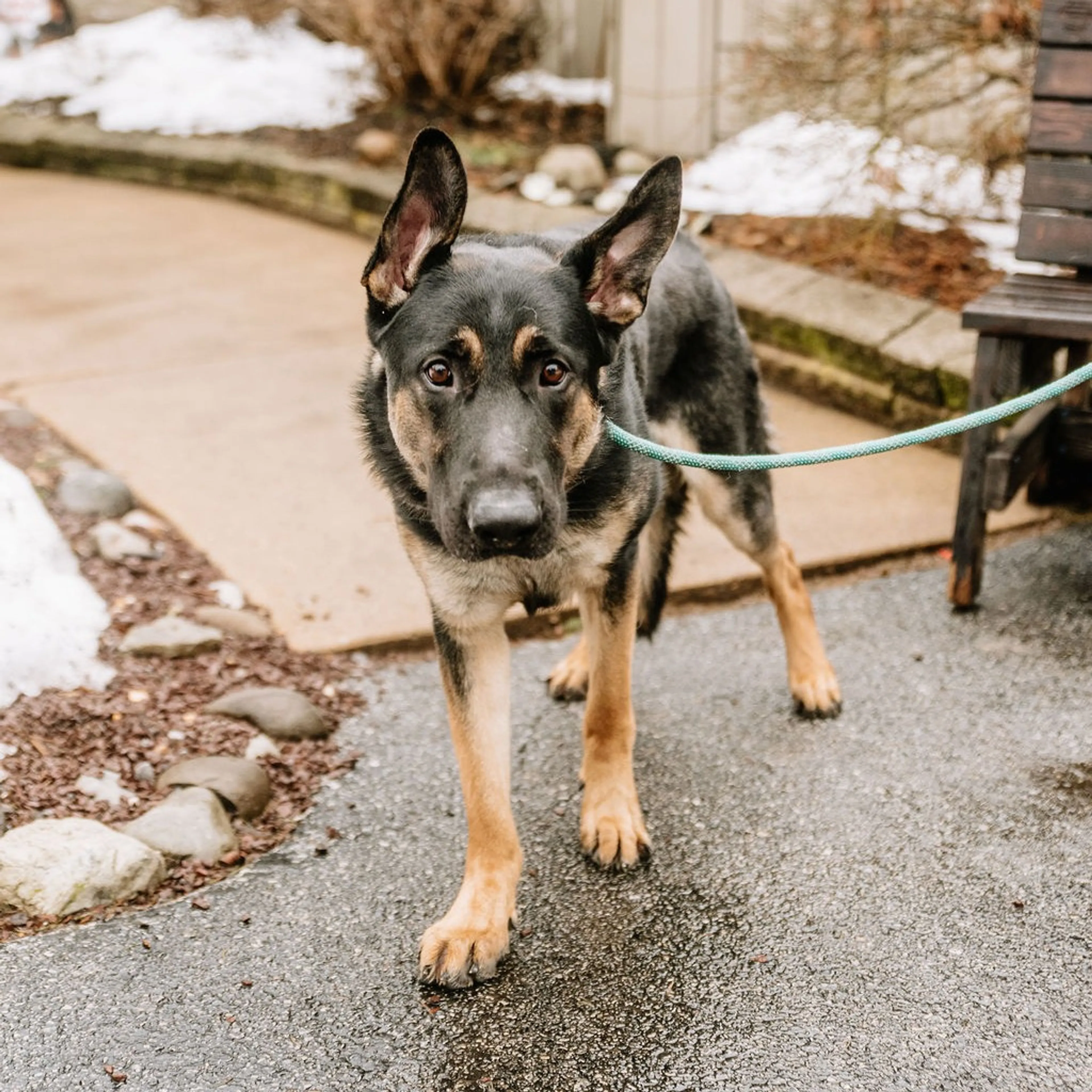 Found pet-2