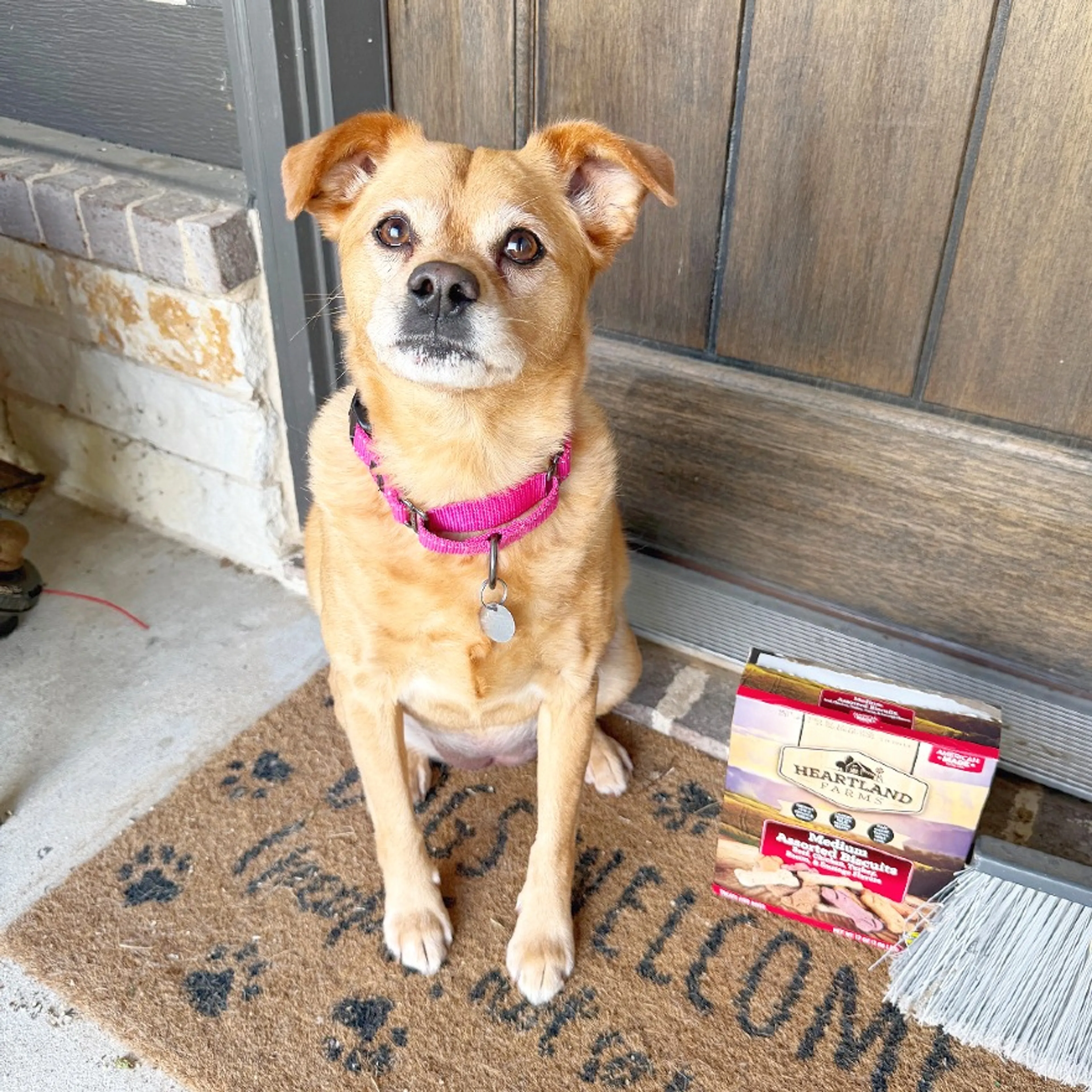 Found pet-4