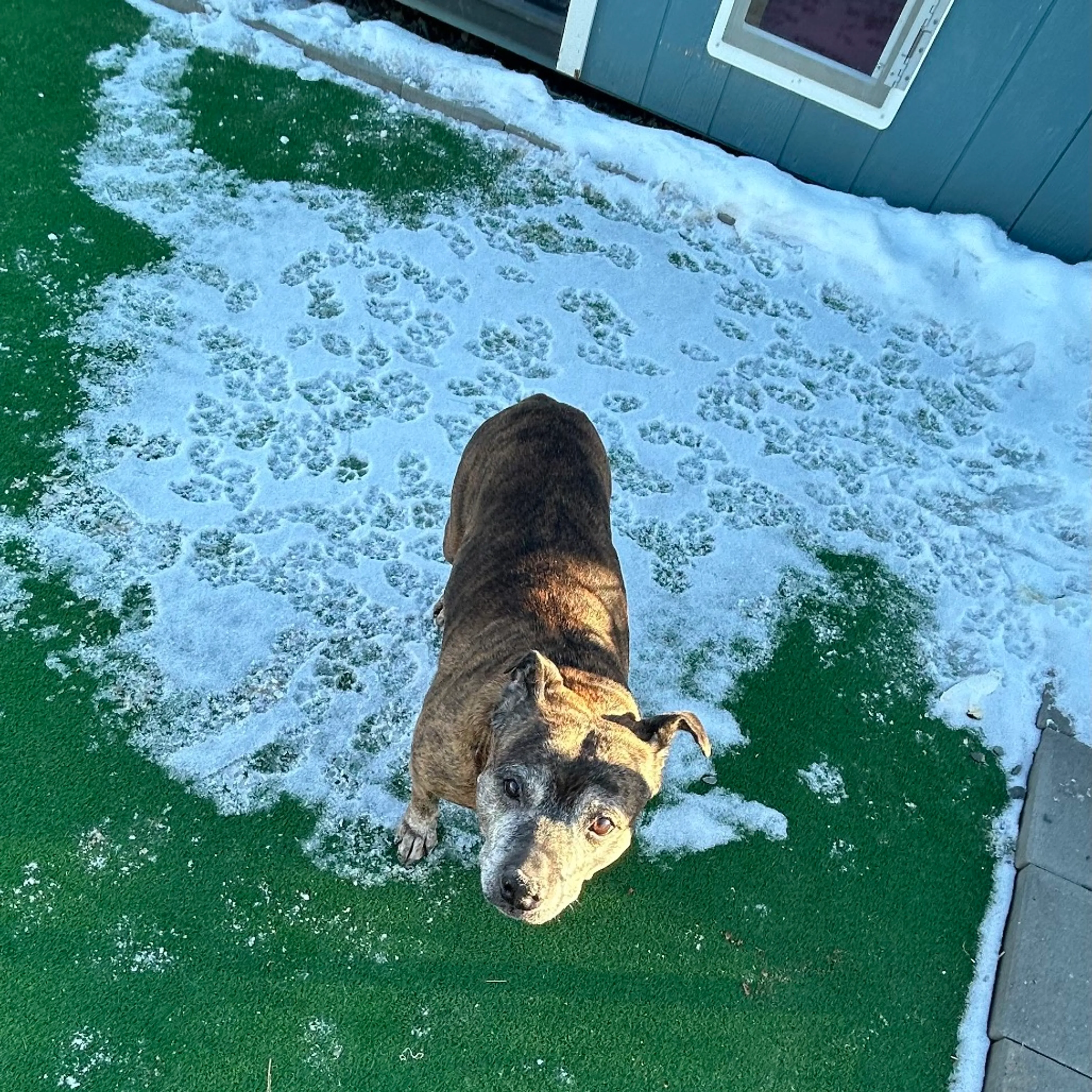 Found pet-3
