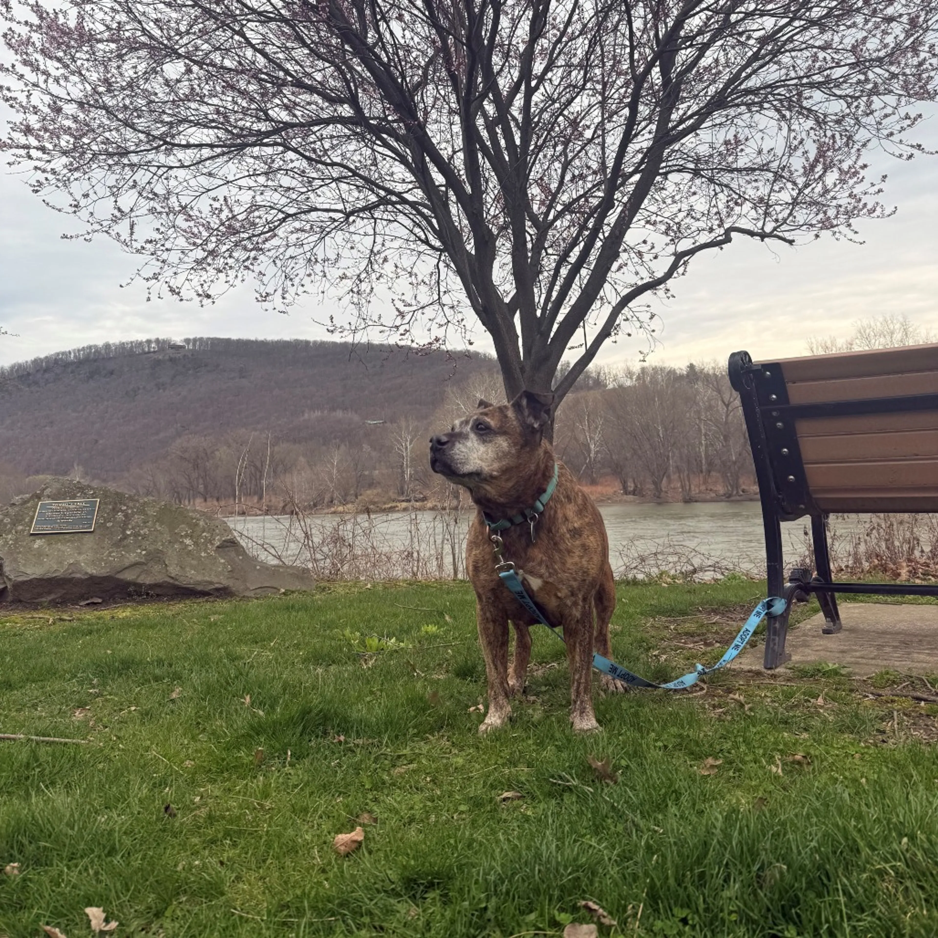Found pet-14
