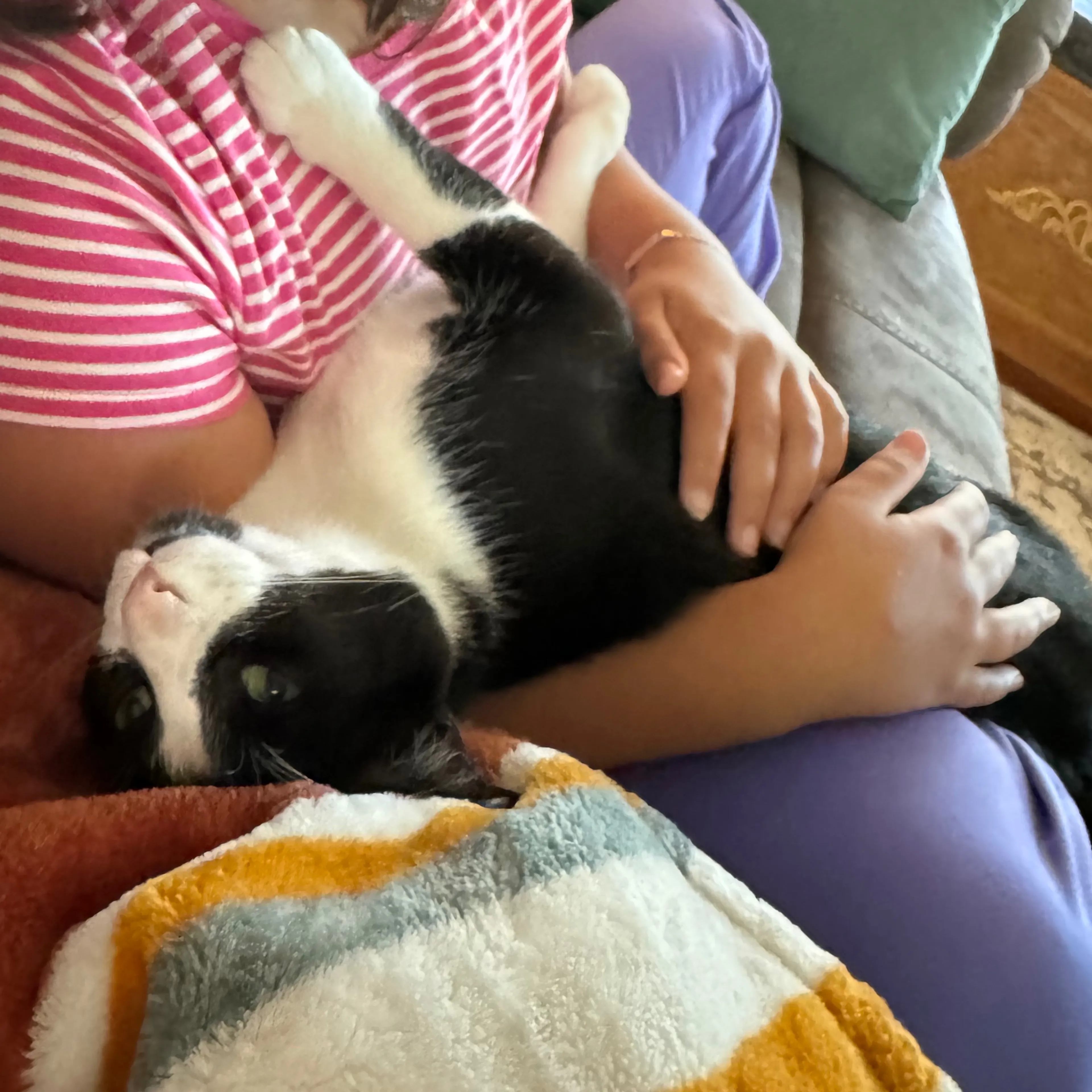 Lost pet-2