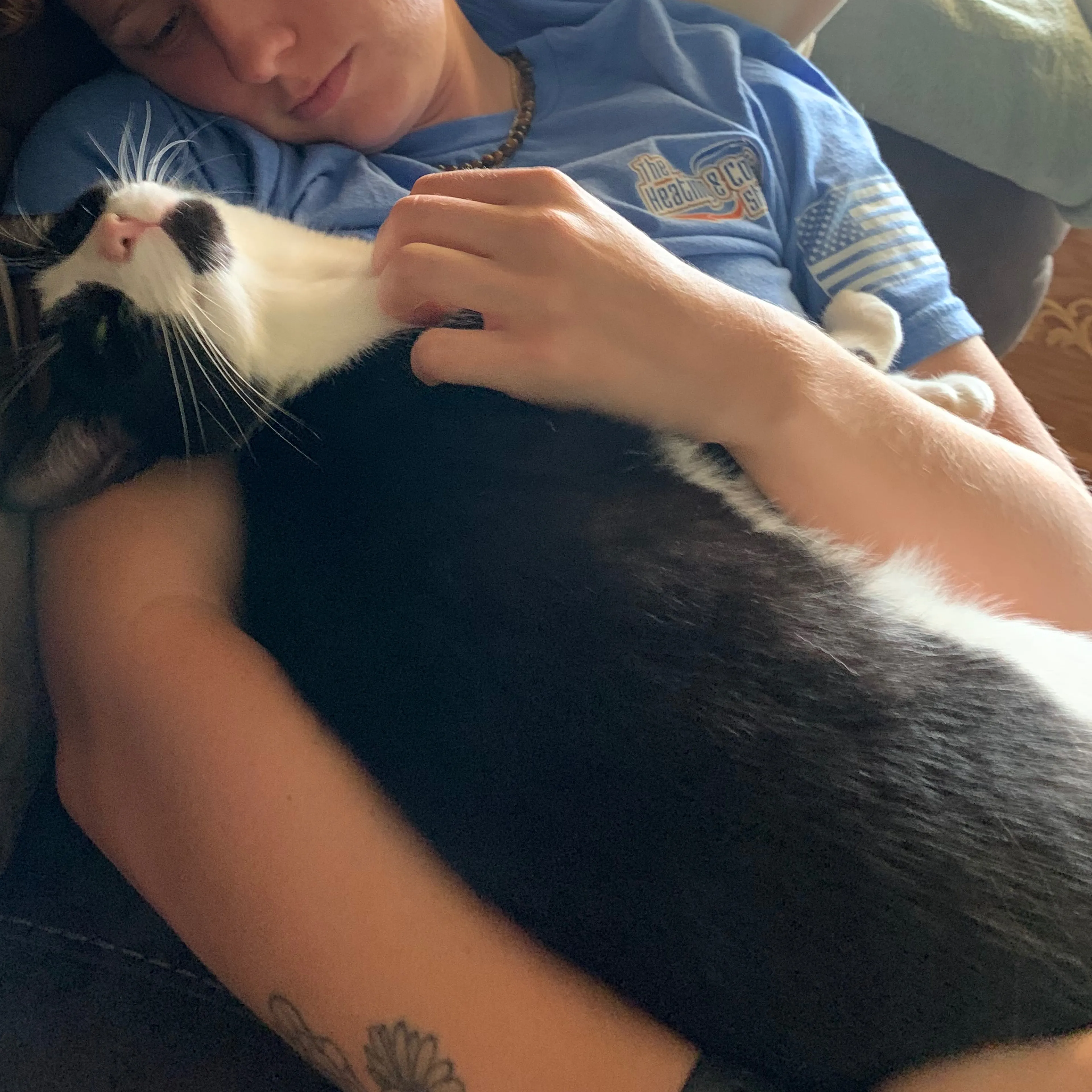 Lost pet-1