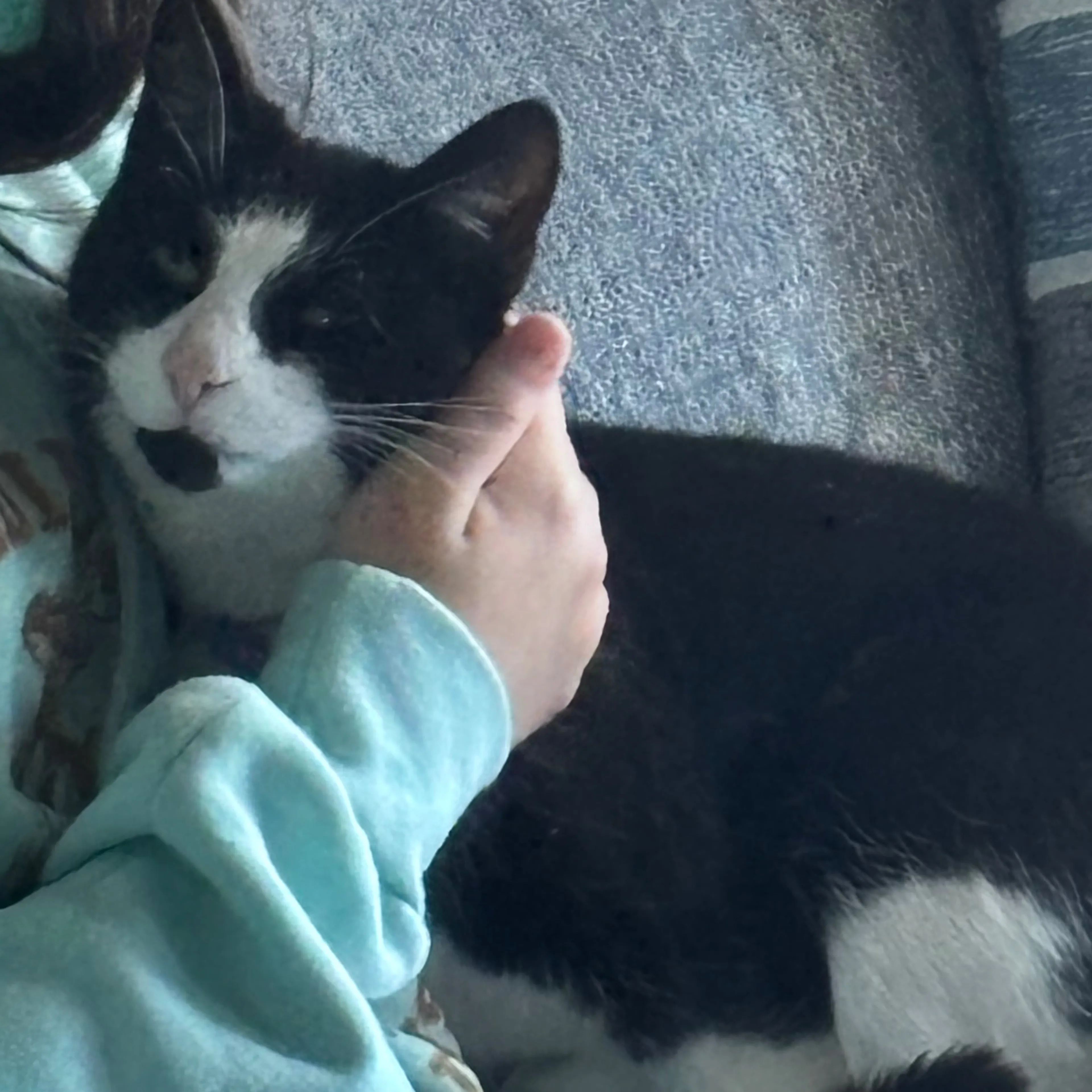 Lost pet-3