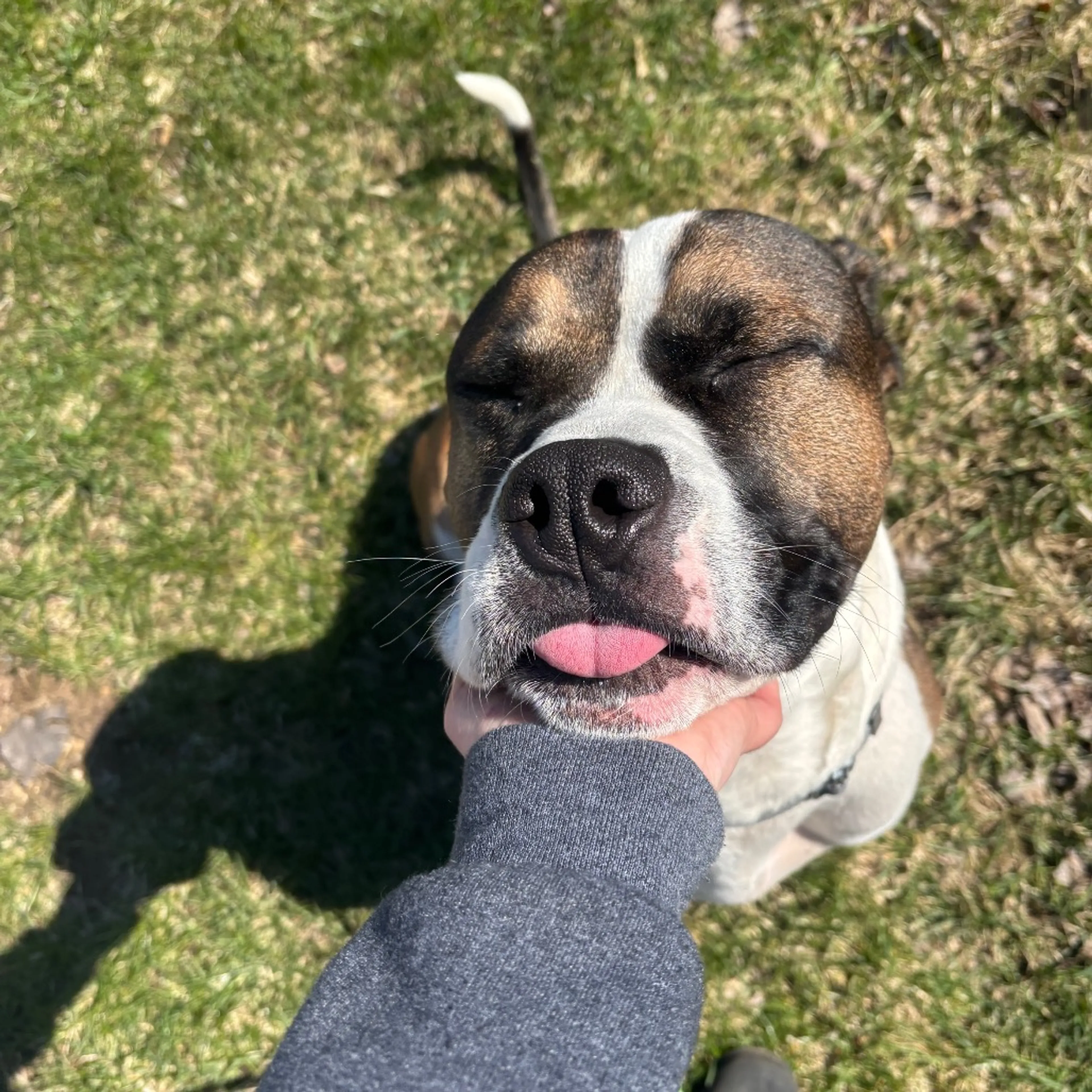 Found pet-7