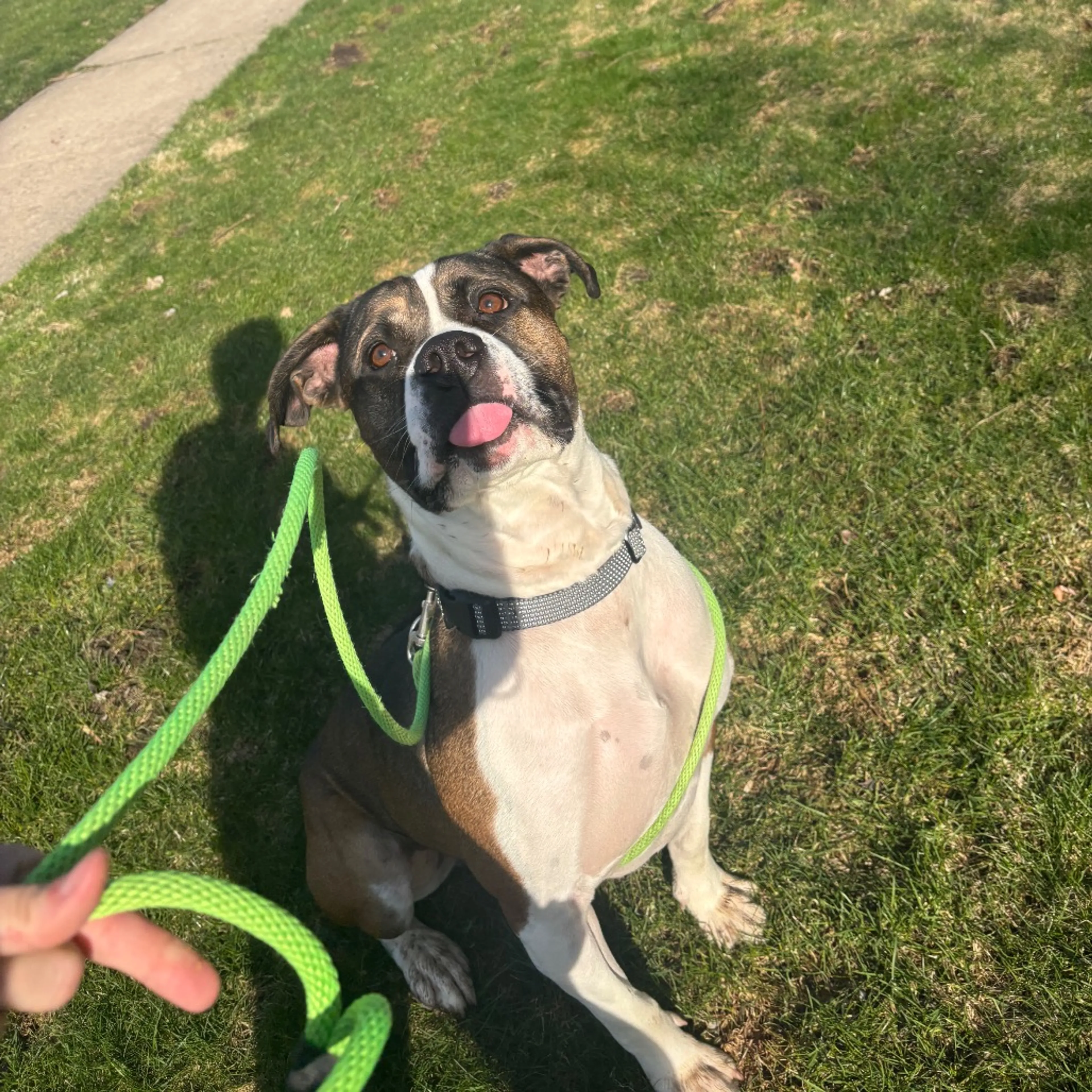 Found pet-9