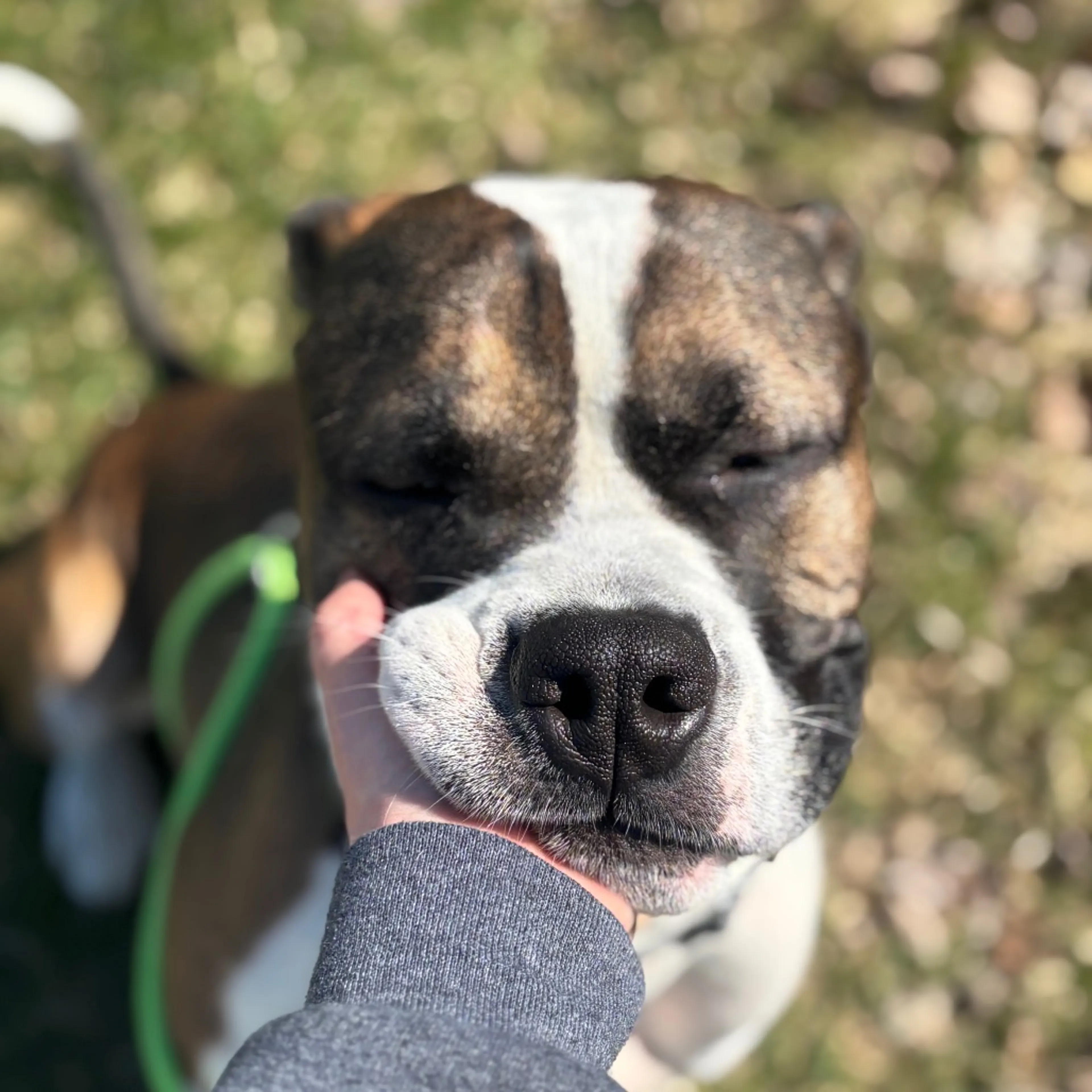 Found pet-8