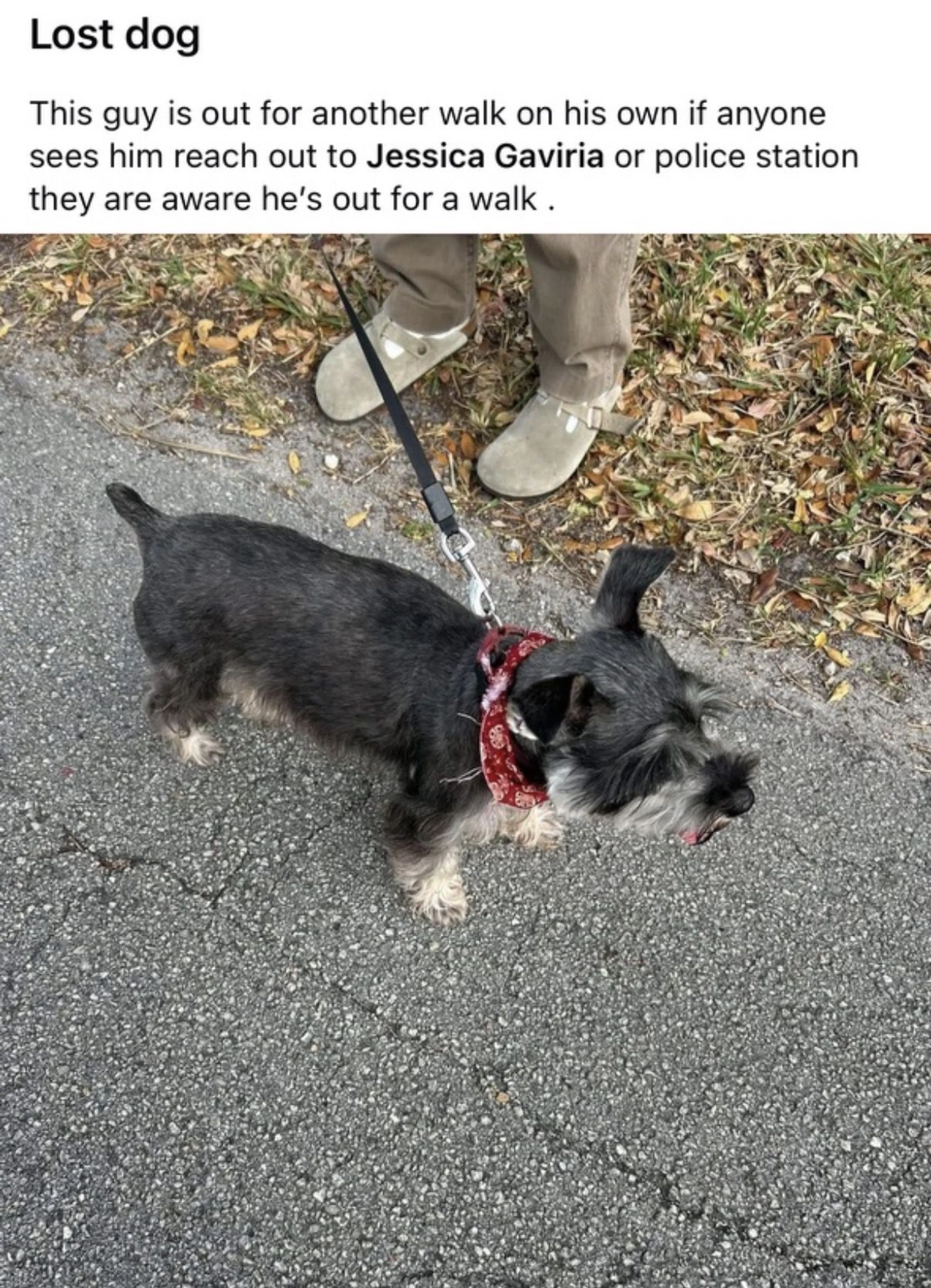 Lost pet