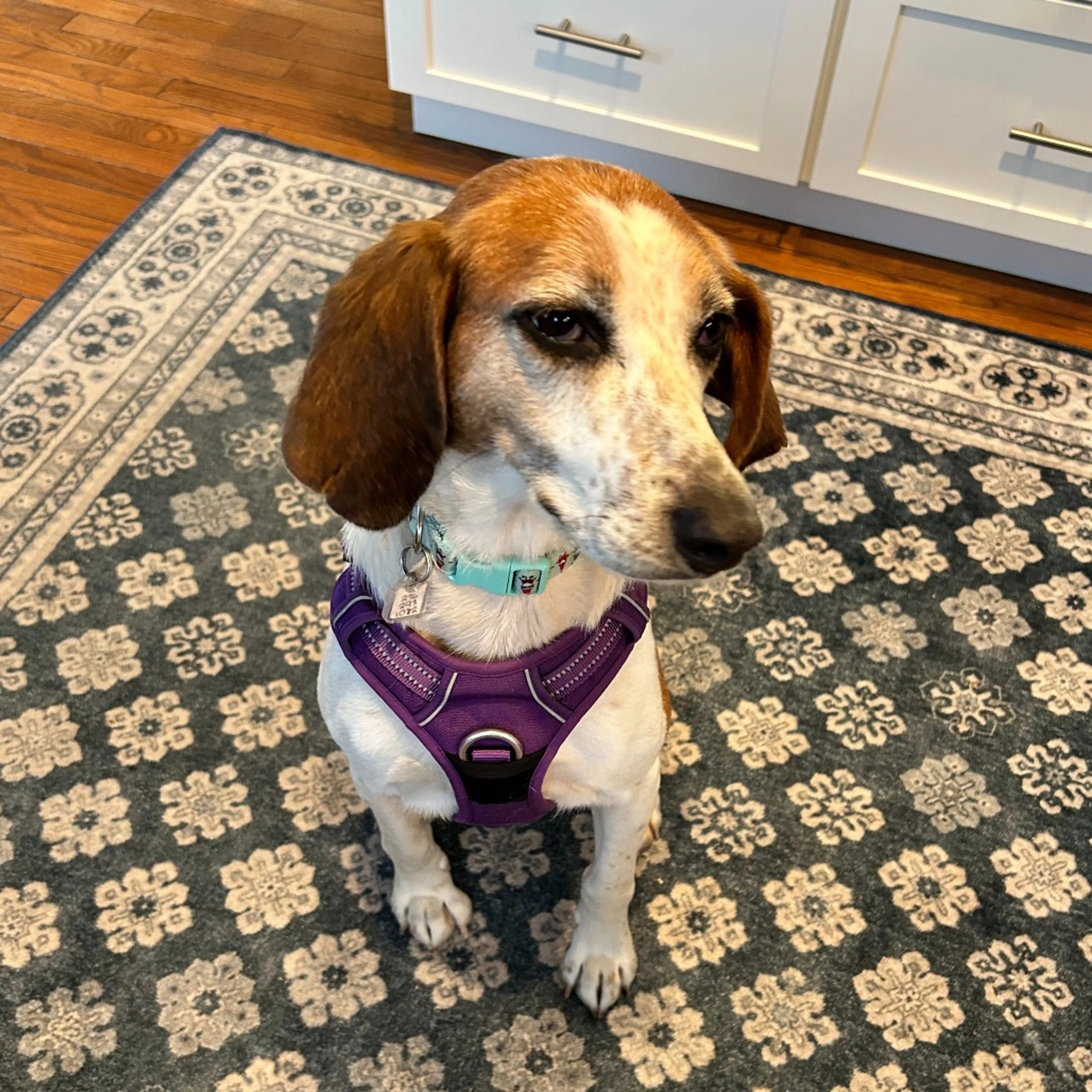 Found pet-1