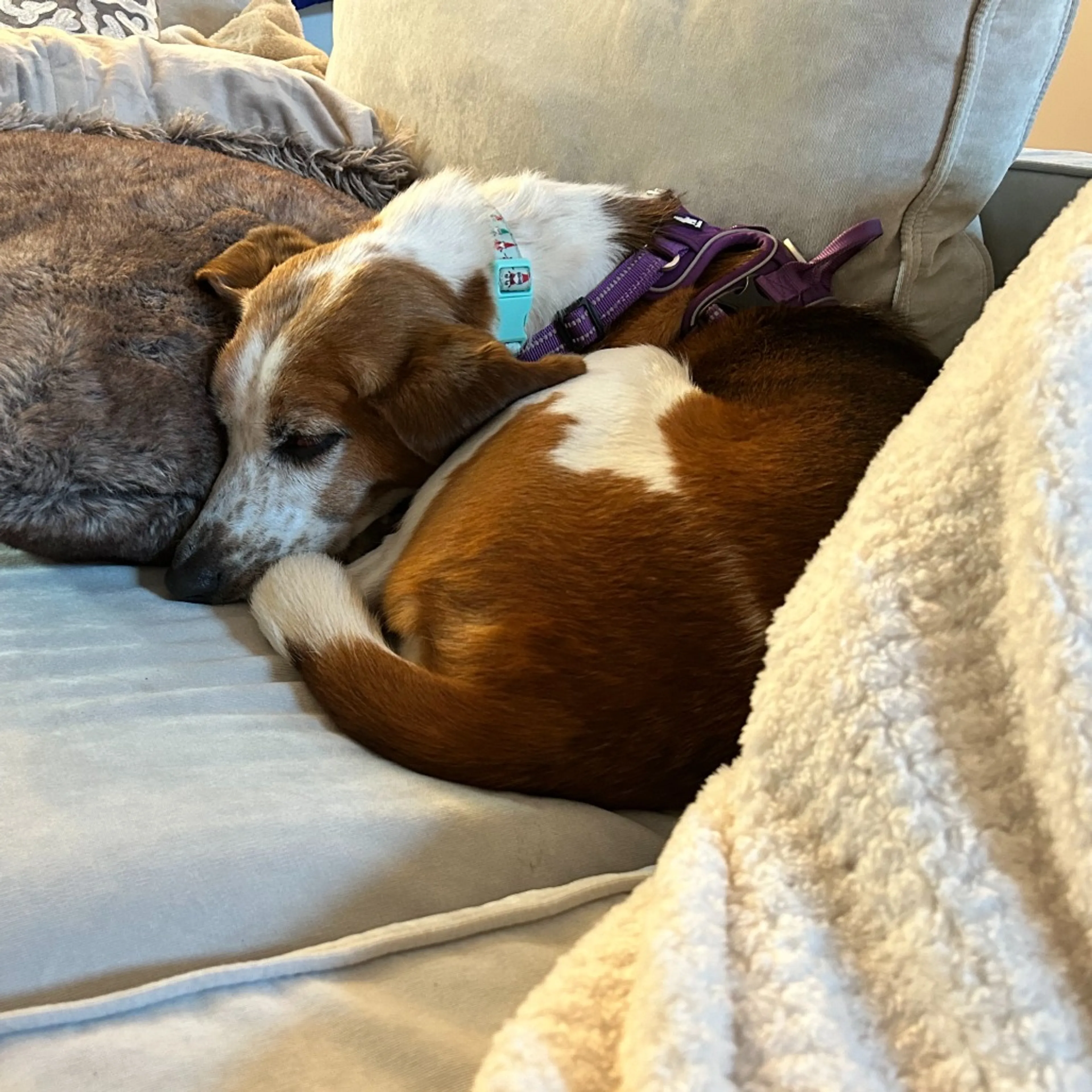Found pet-2
