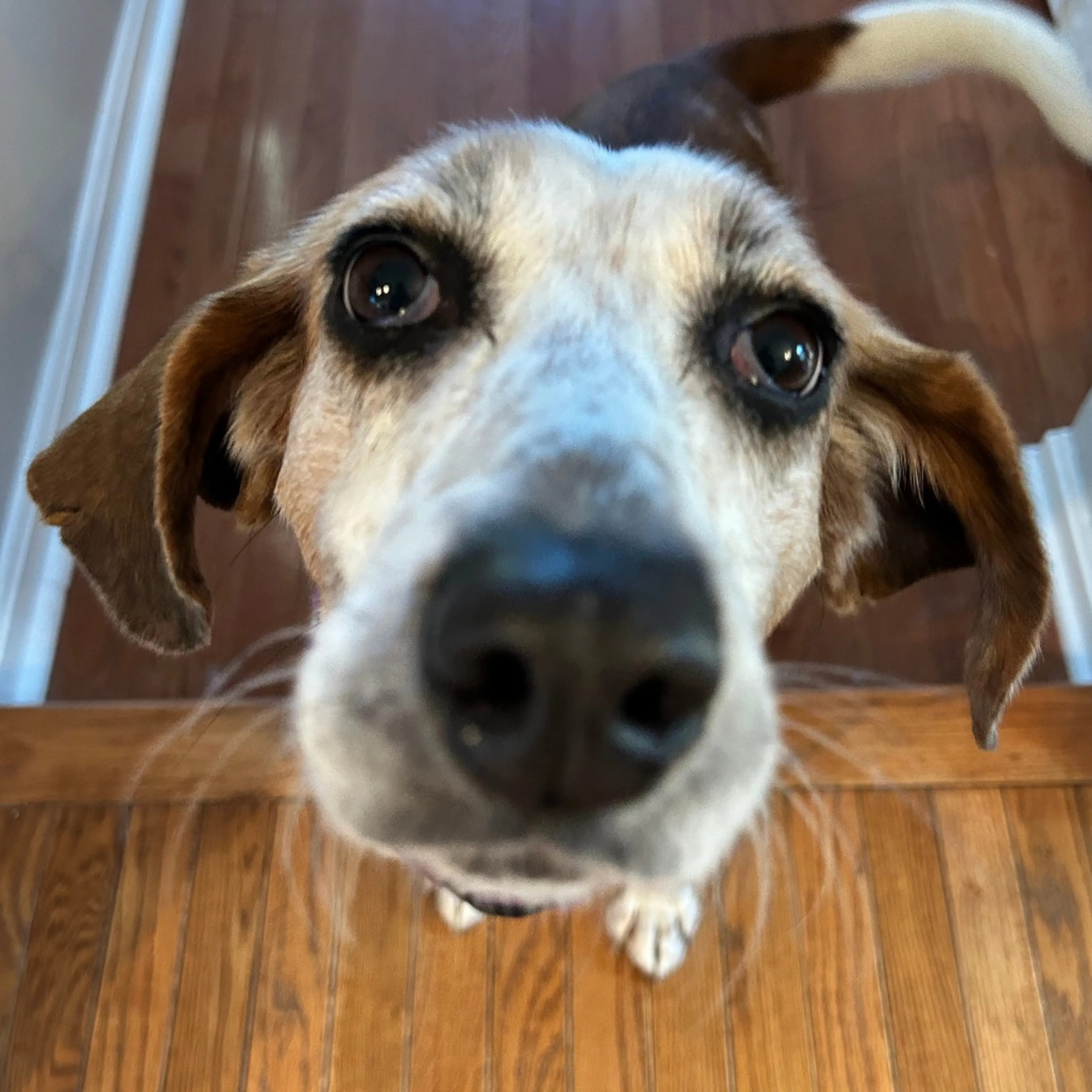 Found pet-3