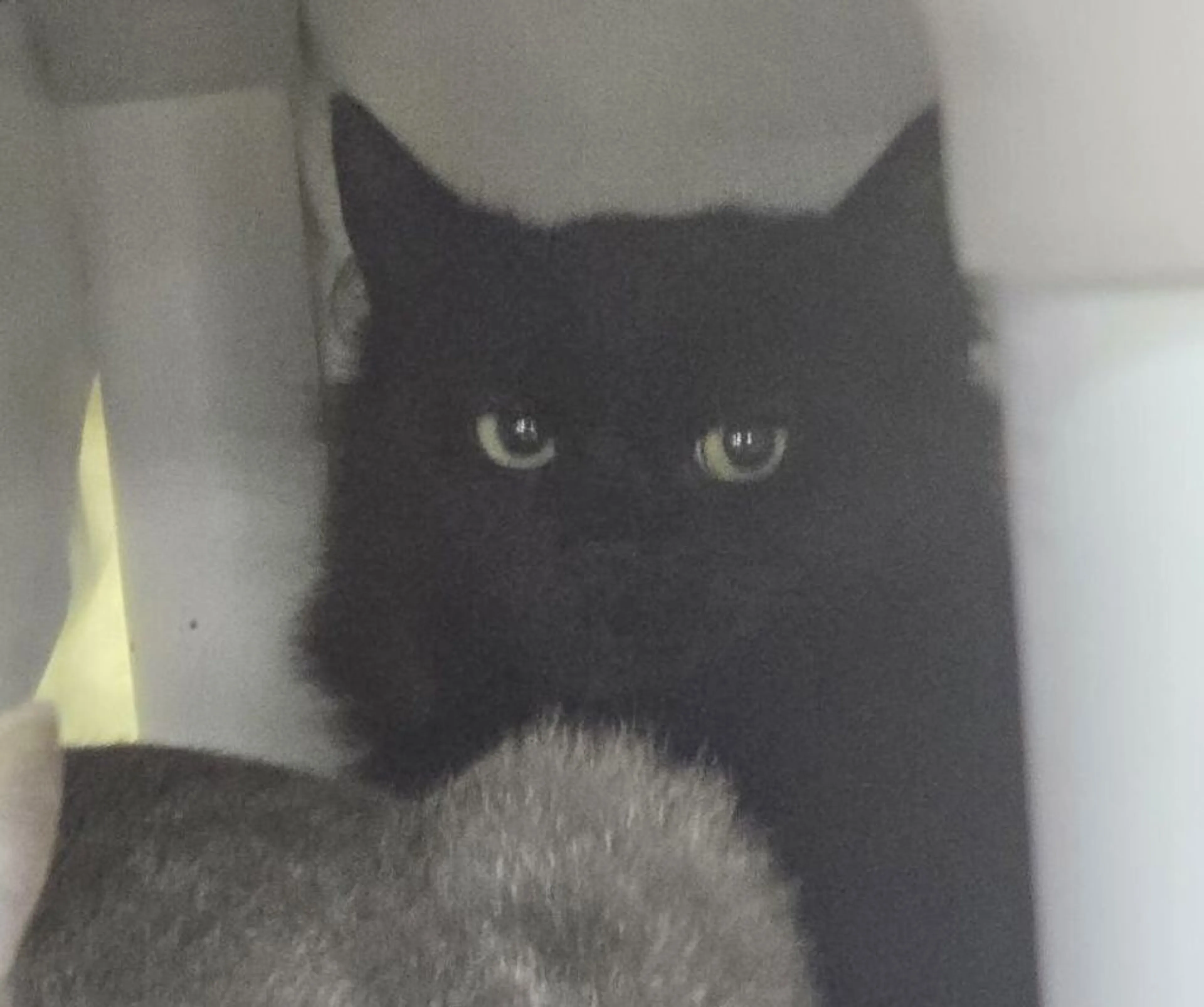 Found pet-1