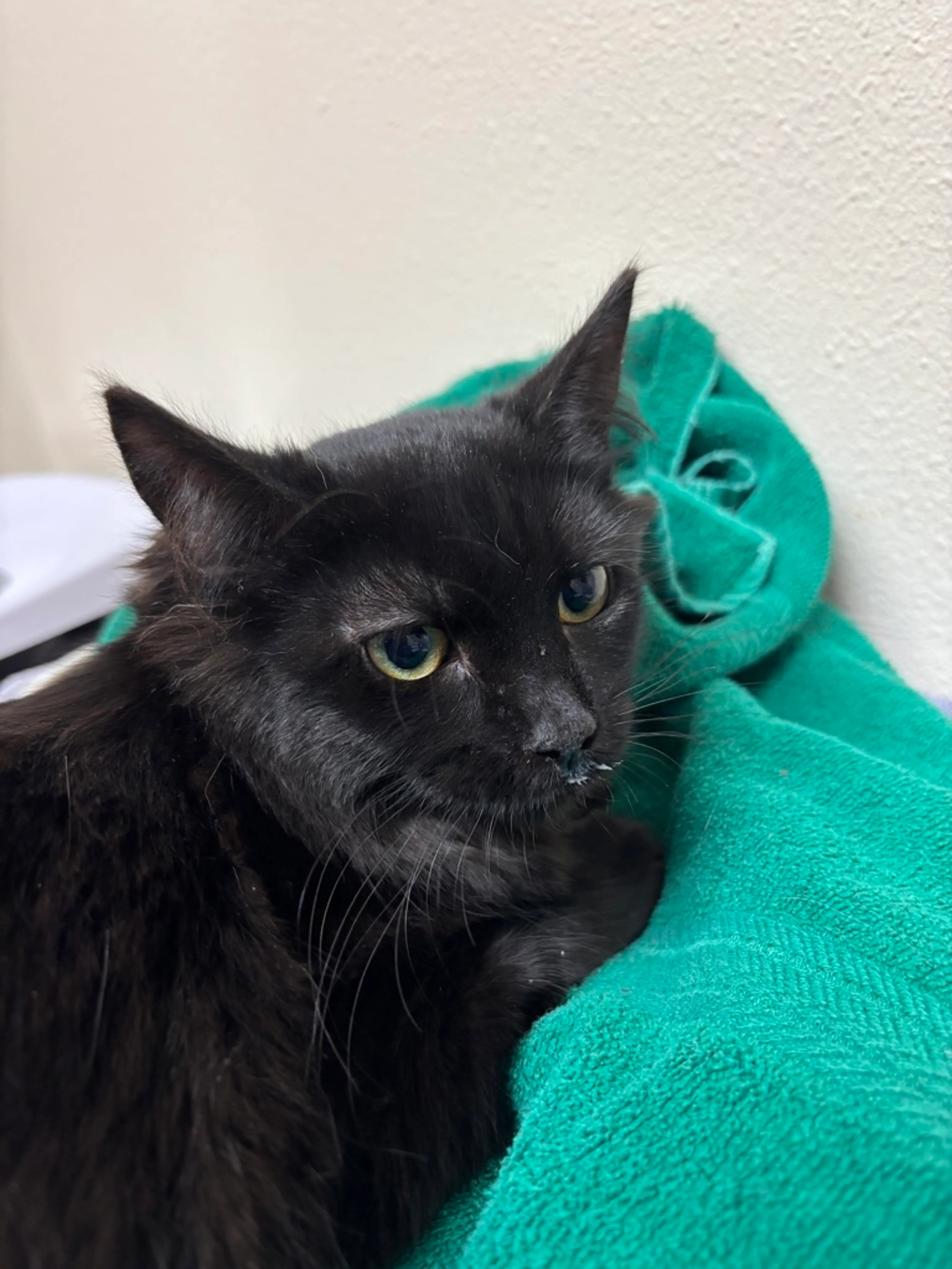 Found pet-2